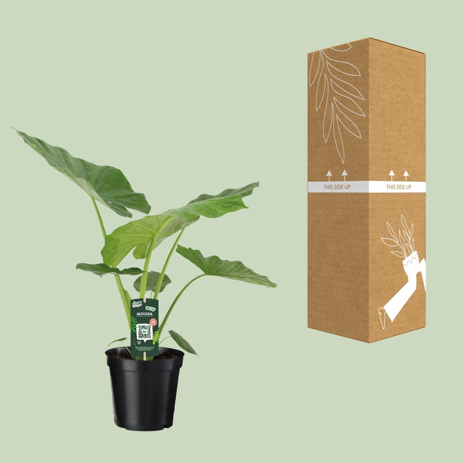 Alocasia Macrorrhiza Zimmerpflanze mit großem Laub
