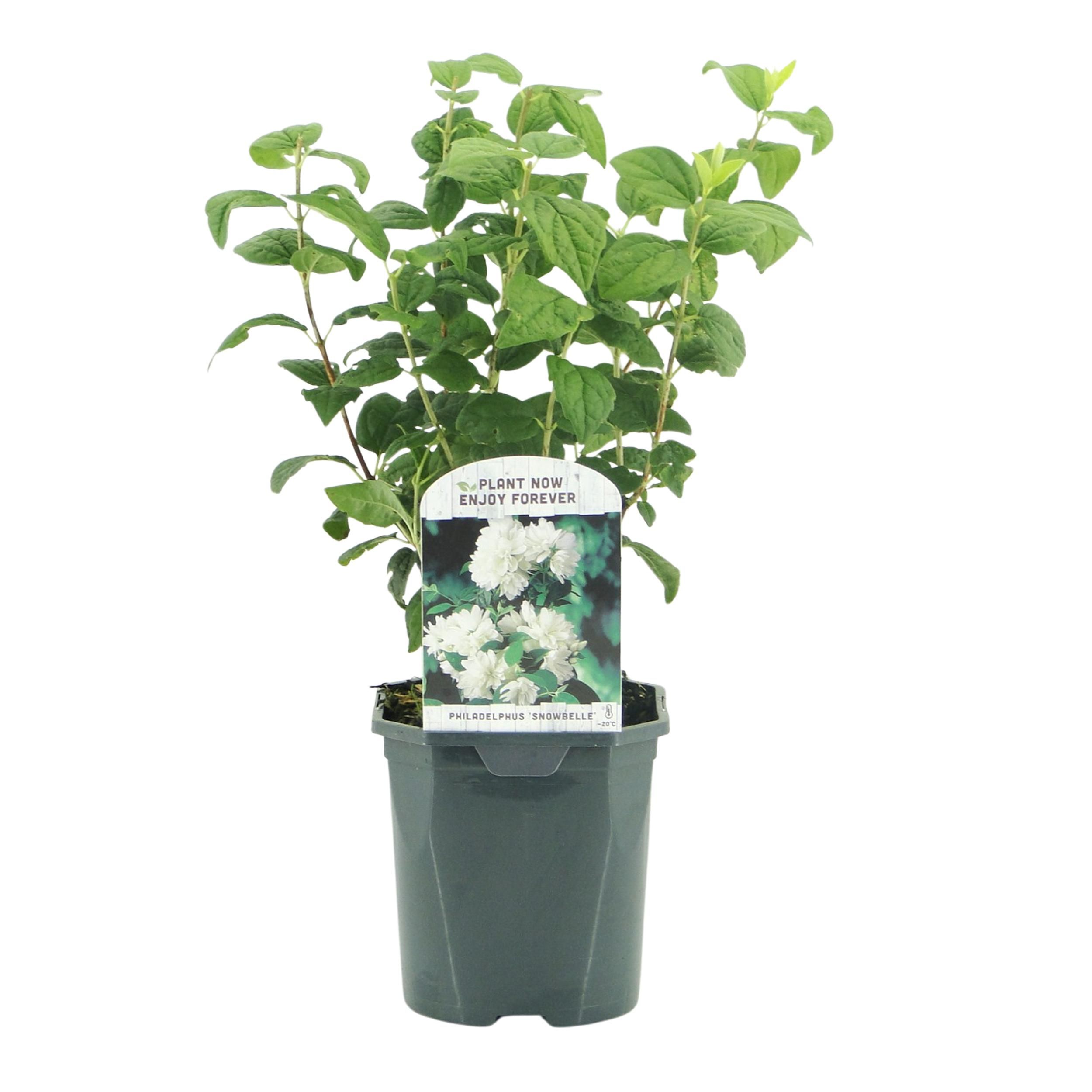 Bauernjasmin Philadelphus – Weiß Blühend – Wenig Pflege | Laubabwerfend