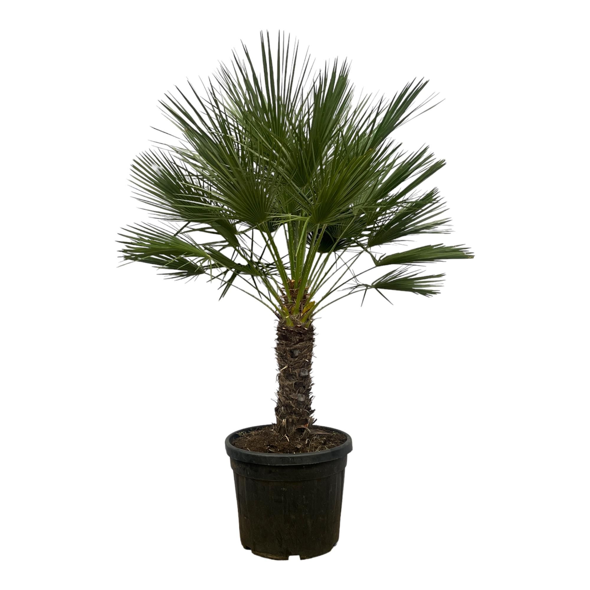 Chamaerops Humilis Zwergpalme auf Stamm