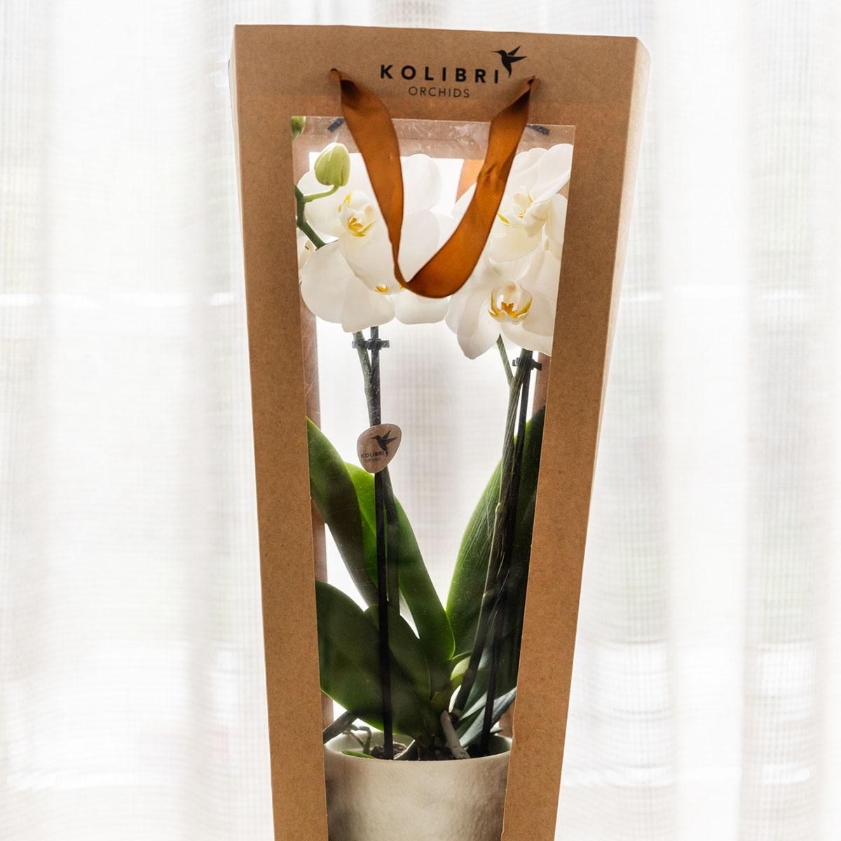Geschenktasche für Orchidee – Mit dekorativem Topf 9cm