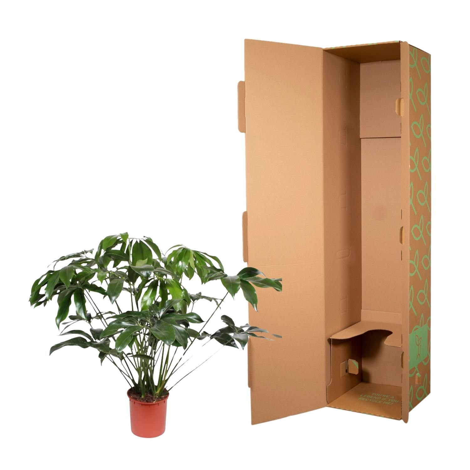 Philodendron Green Wonder Indoorpflanze