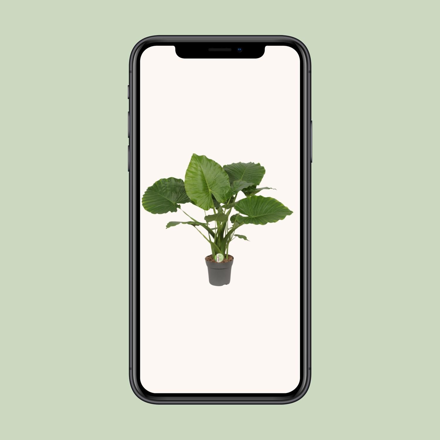 Alocasia Gageana California große Zimmerpflanze