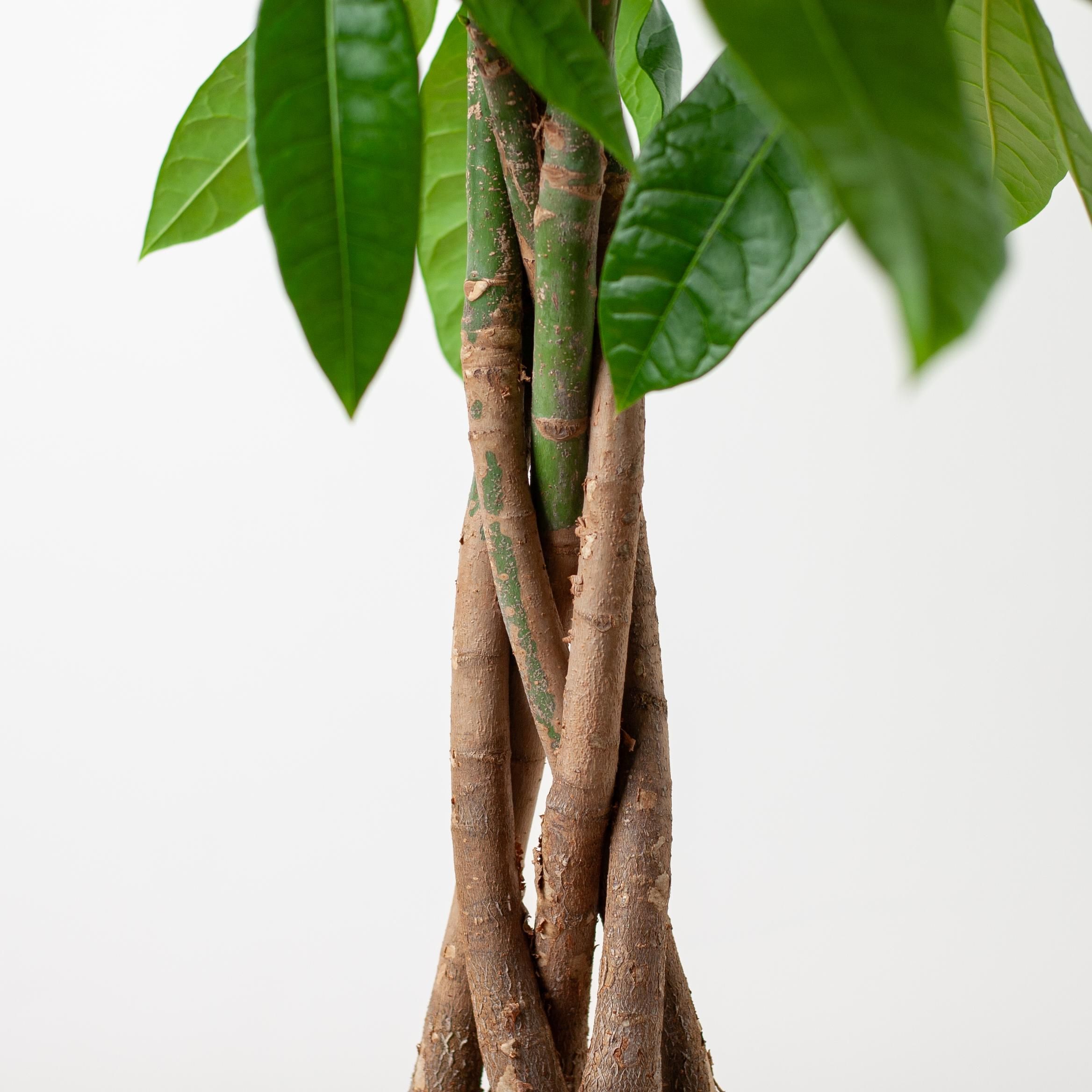 Pachira Aquatica | ca. 80cm Hoch | inkl. Viber Grau Topf