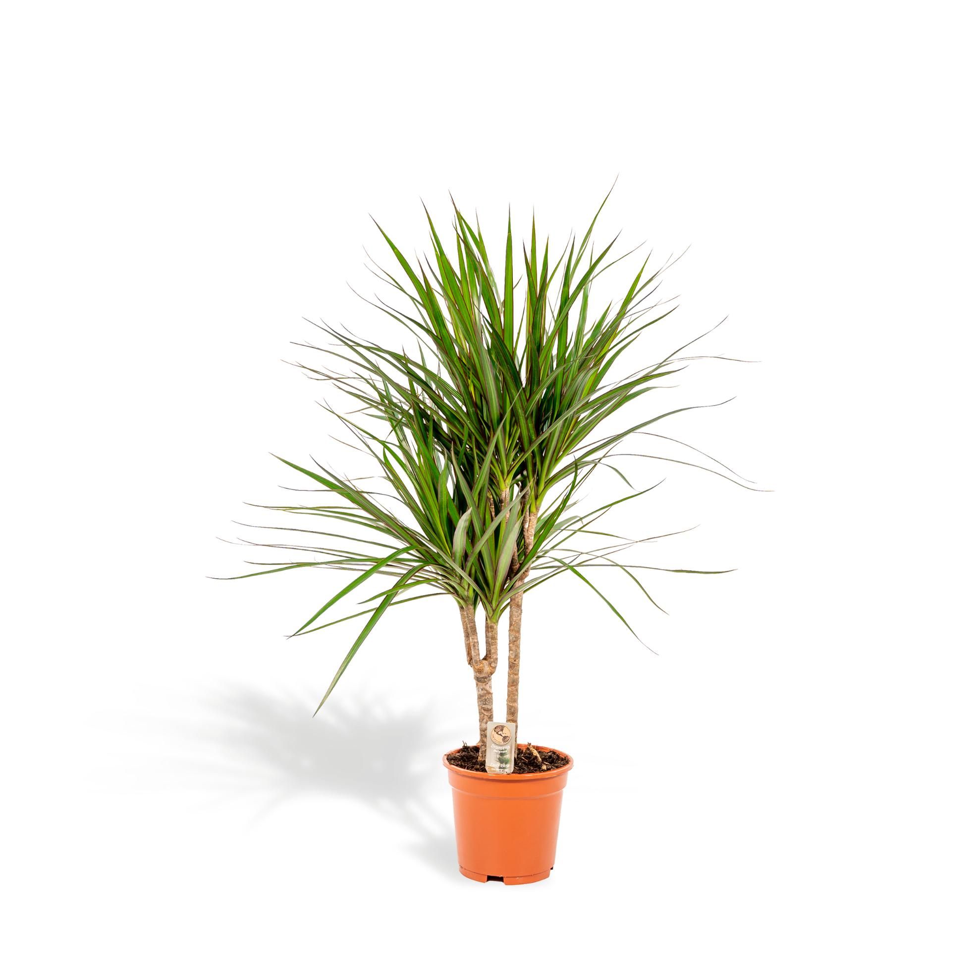 Dracaena Marginata Zimmerpflanze