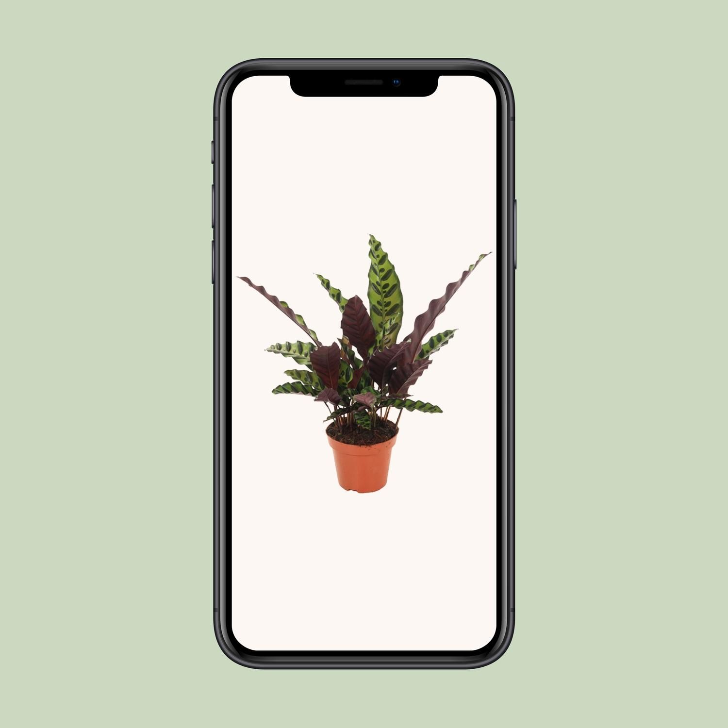 Calathea Insignis – Elegante Zimmerpflanze mit Musterblättern