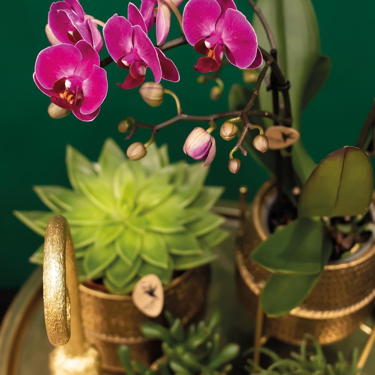 Morelia Orchidee Phalaenopsis in Goldener Groove-Sierpot