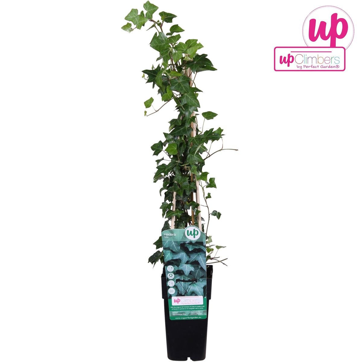 Efeu Hedera helix Kletterpflanze