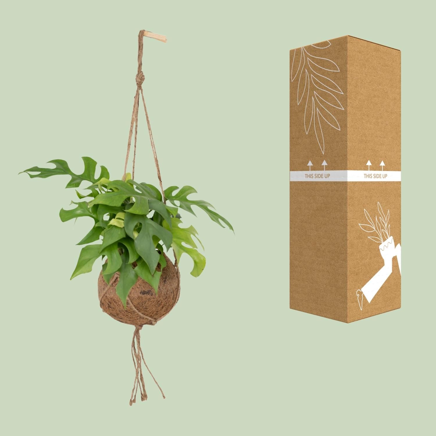 Monstera Minima – Exotische Zimmerpflanze mit geteilten Blättern