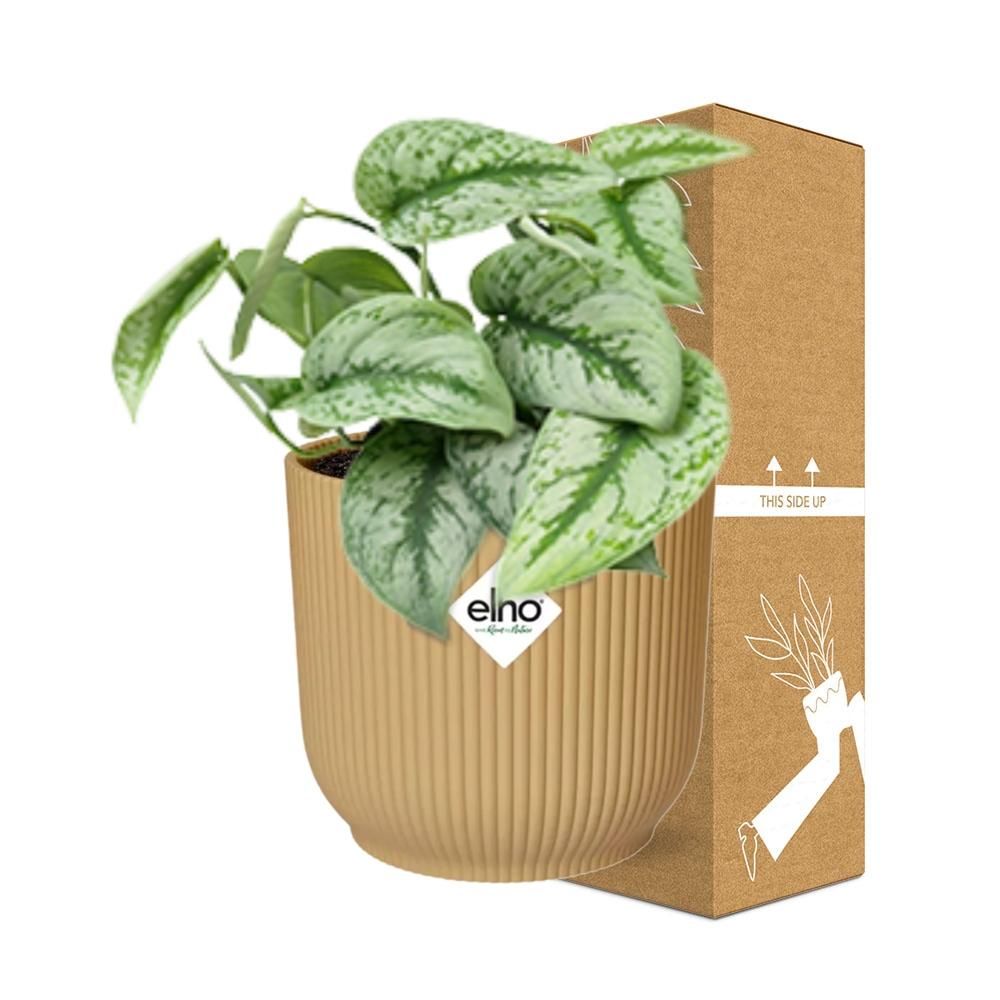 Scindapsus Pictus 'Trebie' Pflanze