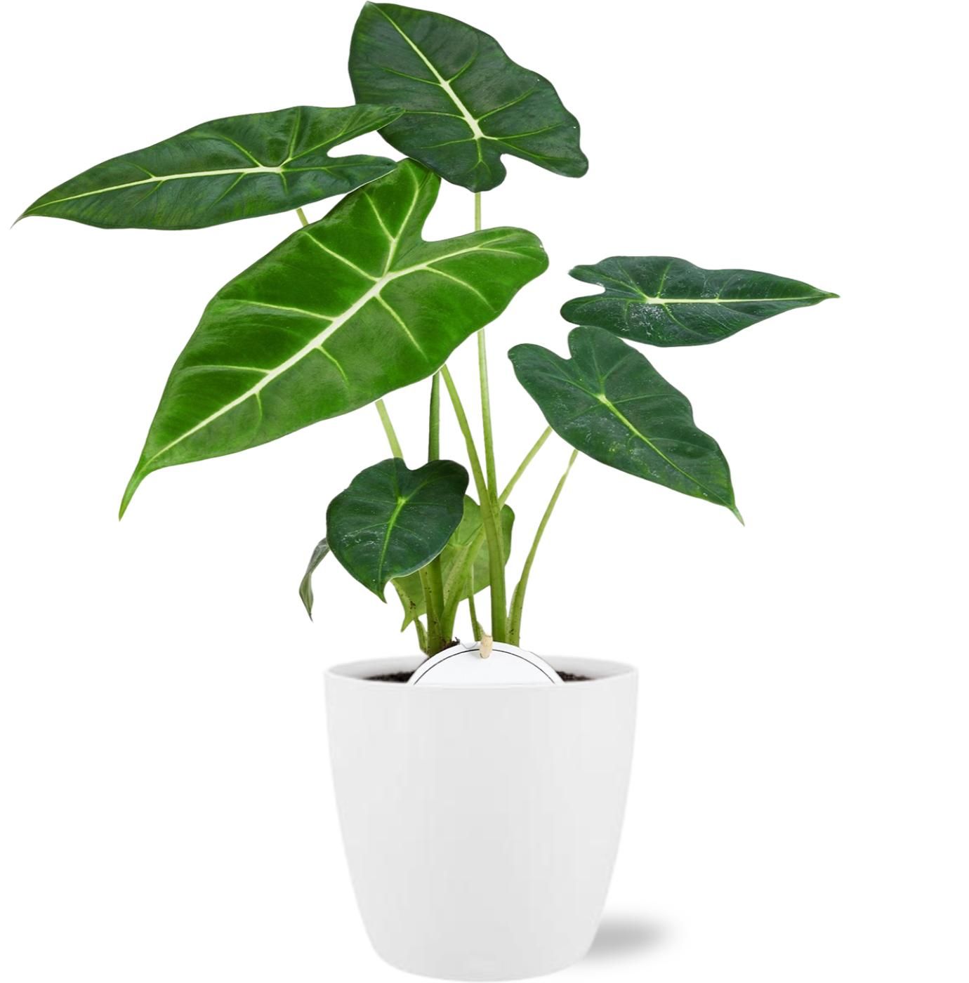 Alocasia Frydek – Samtige Blätter – Inklusive Topf Weiß D13.5x12.5cm