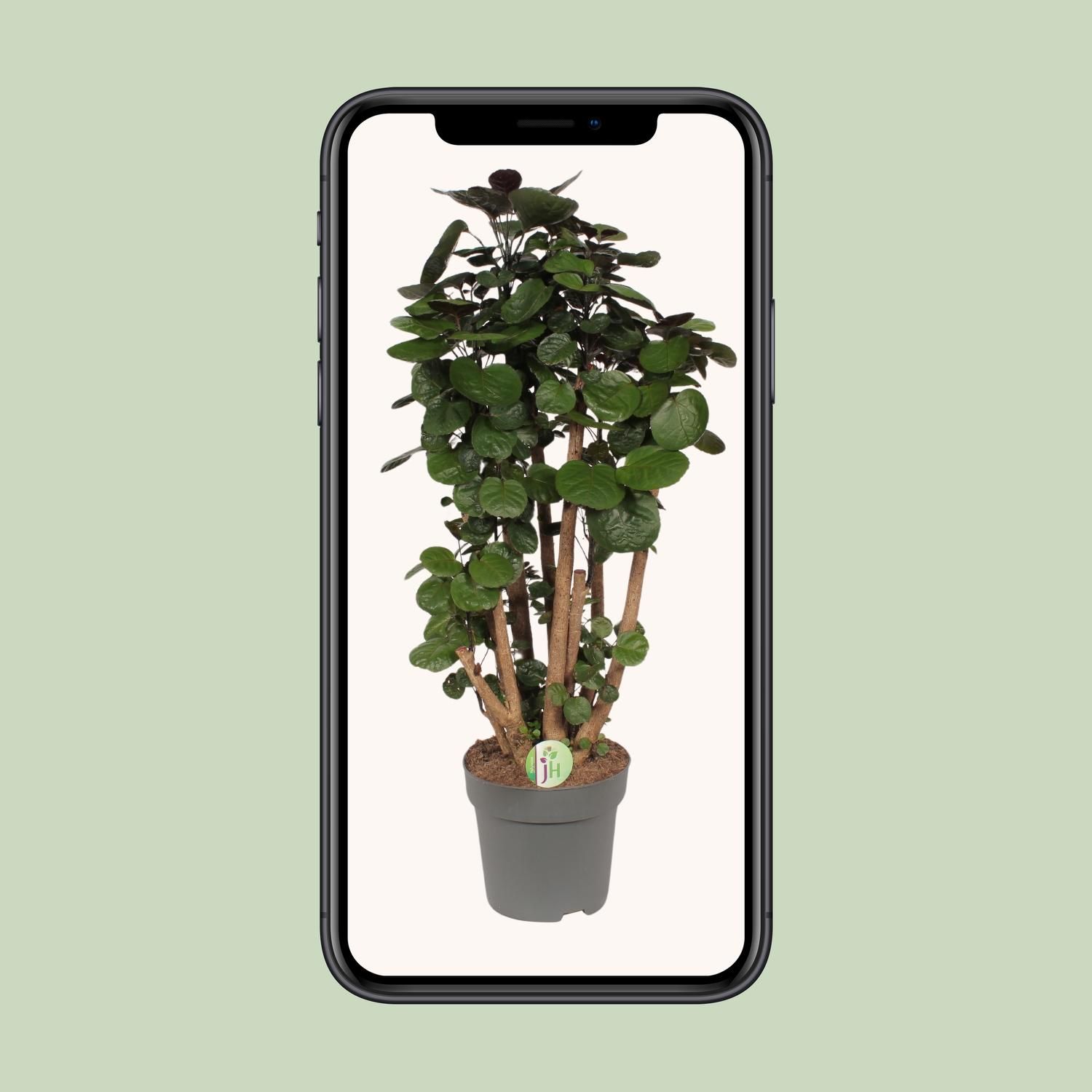 Polyscias Fabian – ø24cm Topf – 90cm Höhe – Ideal als Zimmerbaum