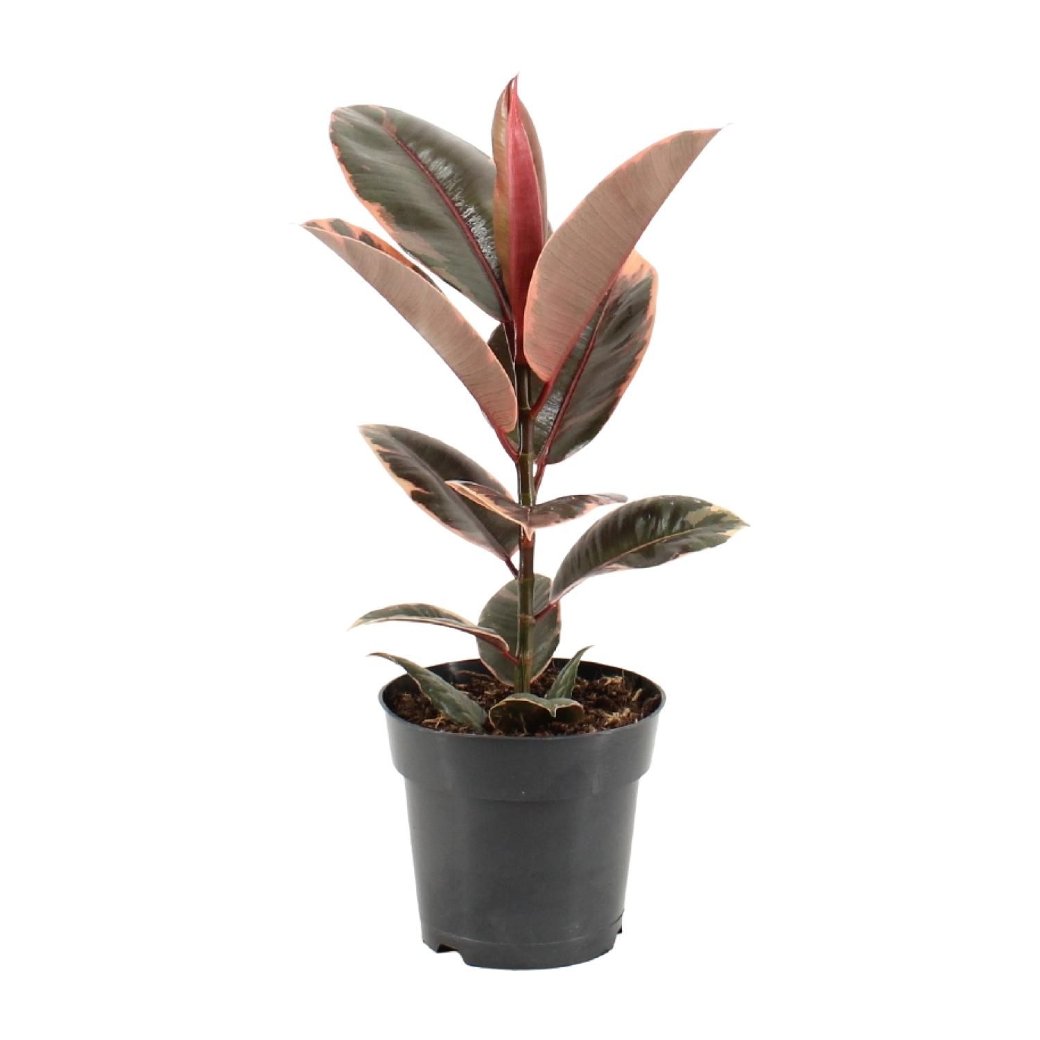 Ficus elastica Belize Zimmerpflanze