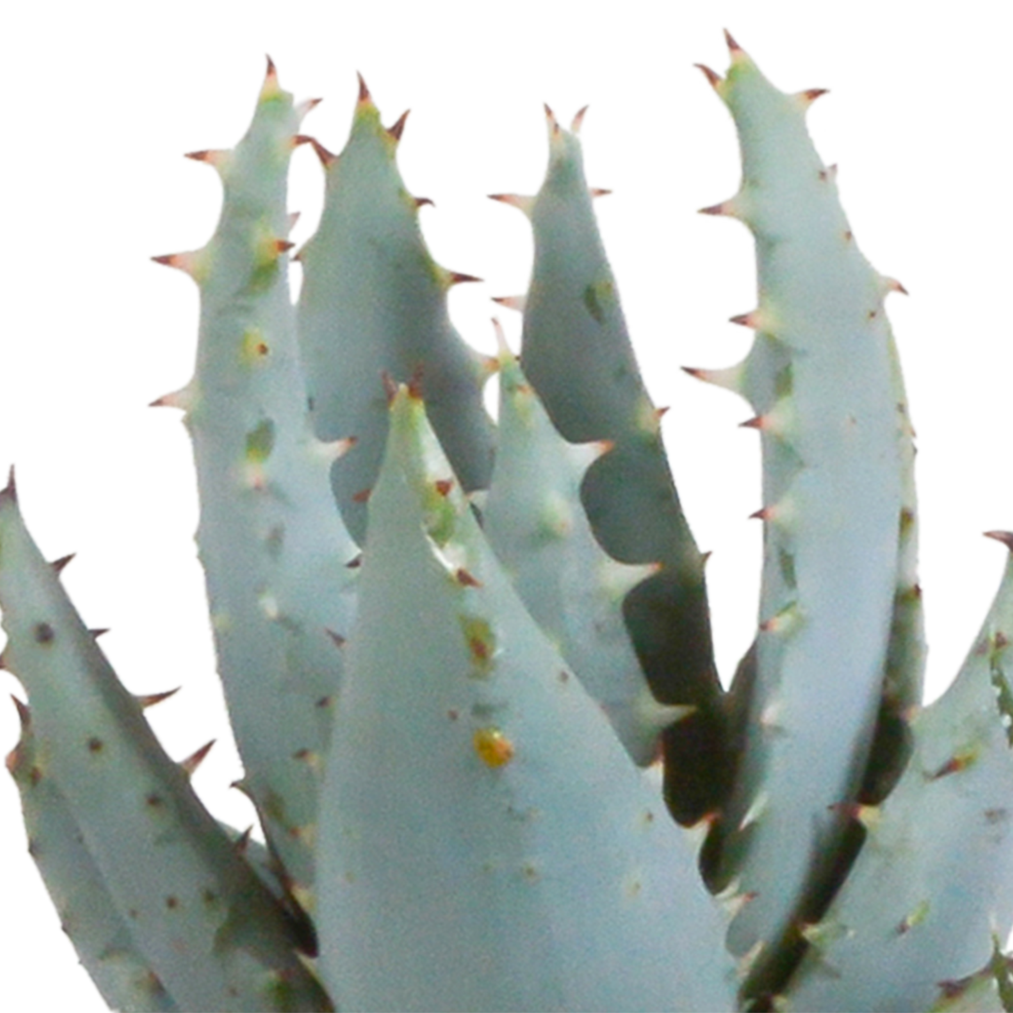 Gasteria und Haworthia Pflanzenmix im Terrakotta-Topf