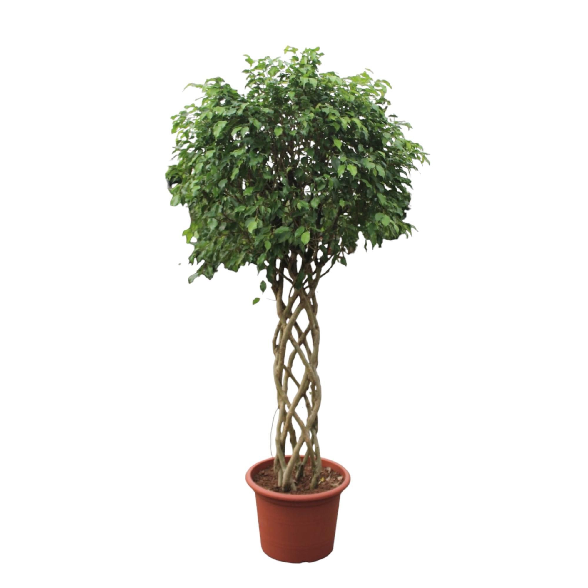 Ficus Benjamina Exotica Zimmerpflanze mit geflochtenem Stamm