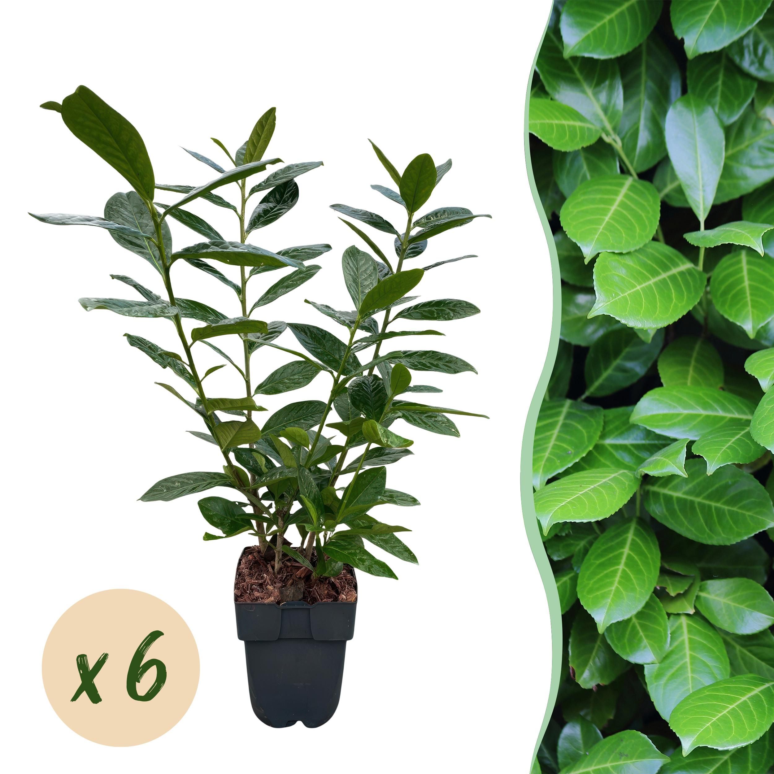 Heckenpflanzen Prunus Novita – 6 Pflanzen – 1 Meter Immergrün