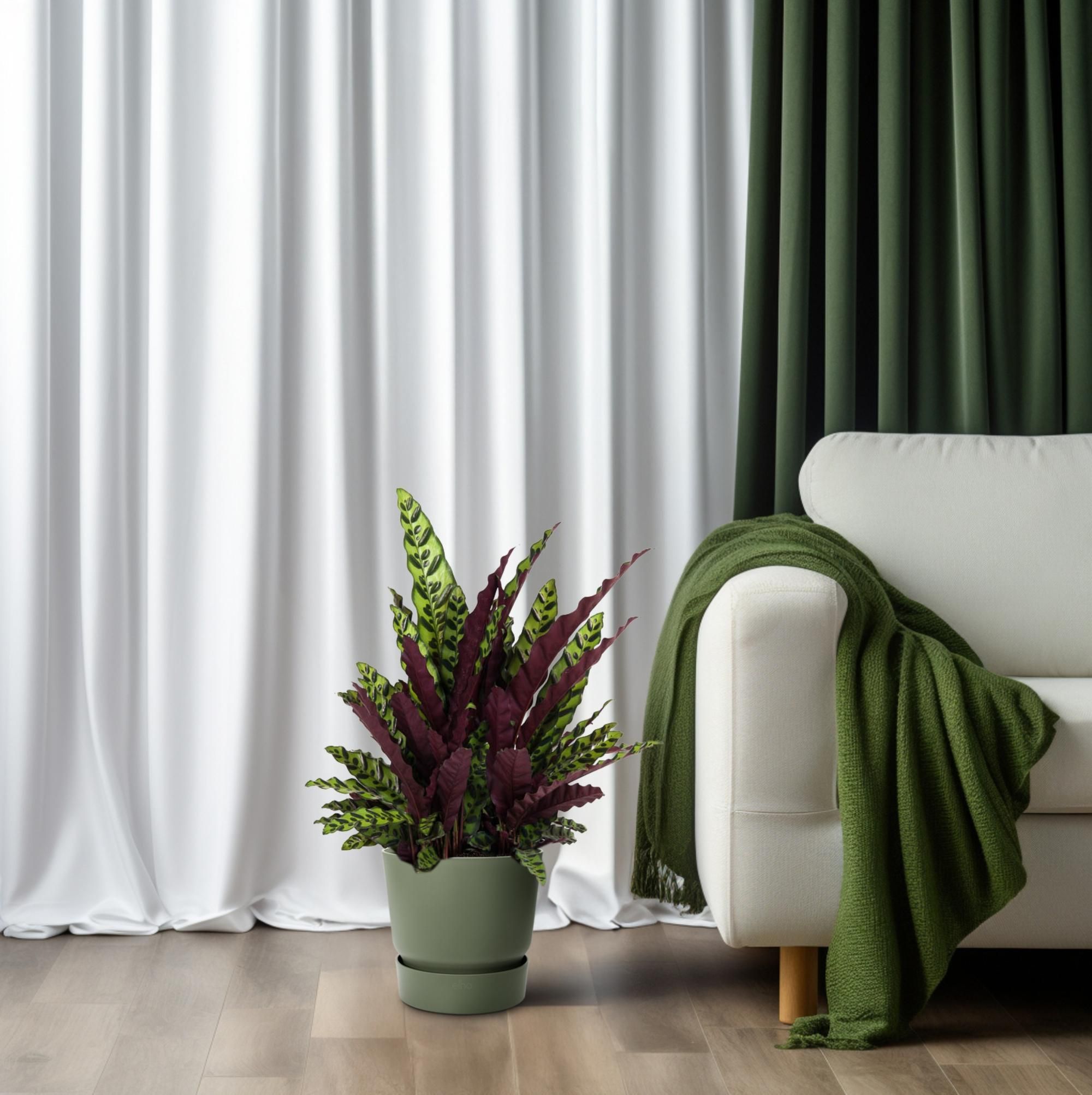 Calathea lancifolia – Tropische Zimmerpflanze