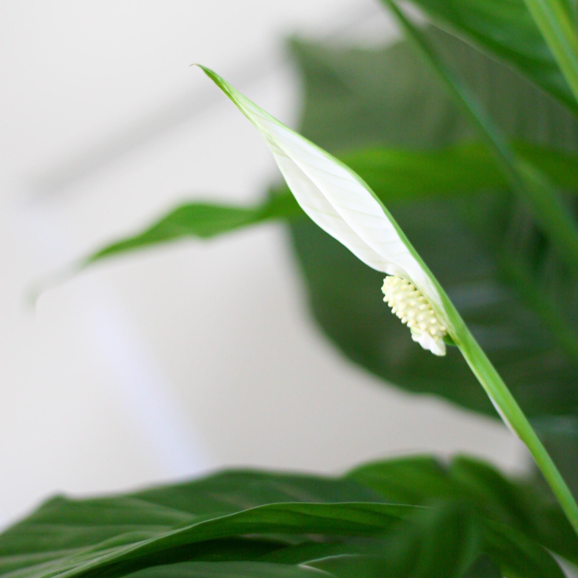 Spathiphyllum mit grauem Topf – Friedenslilie für Zuhause – 80cm – Ø21