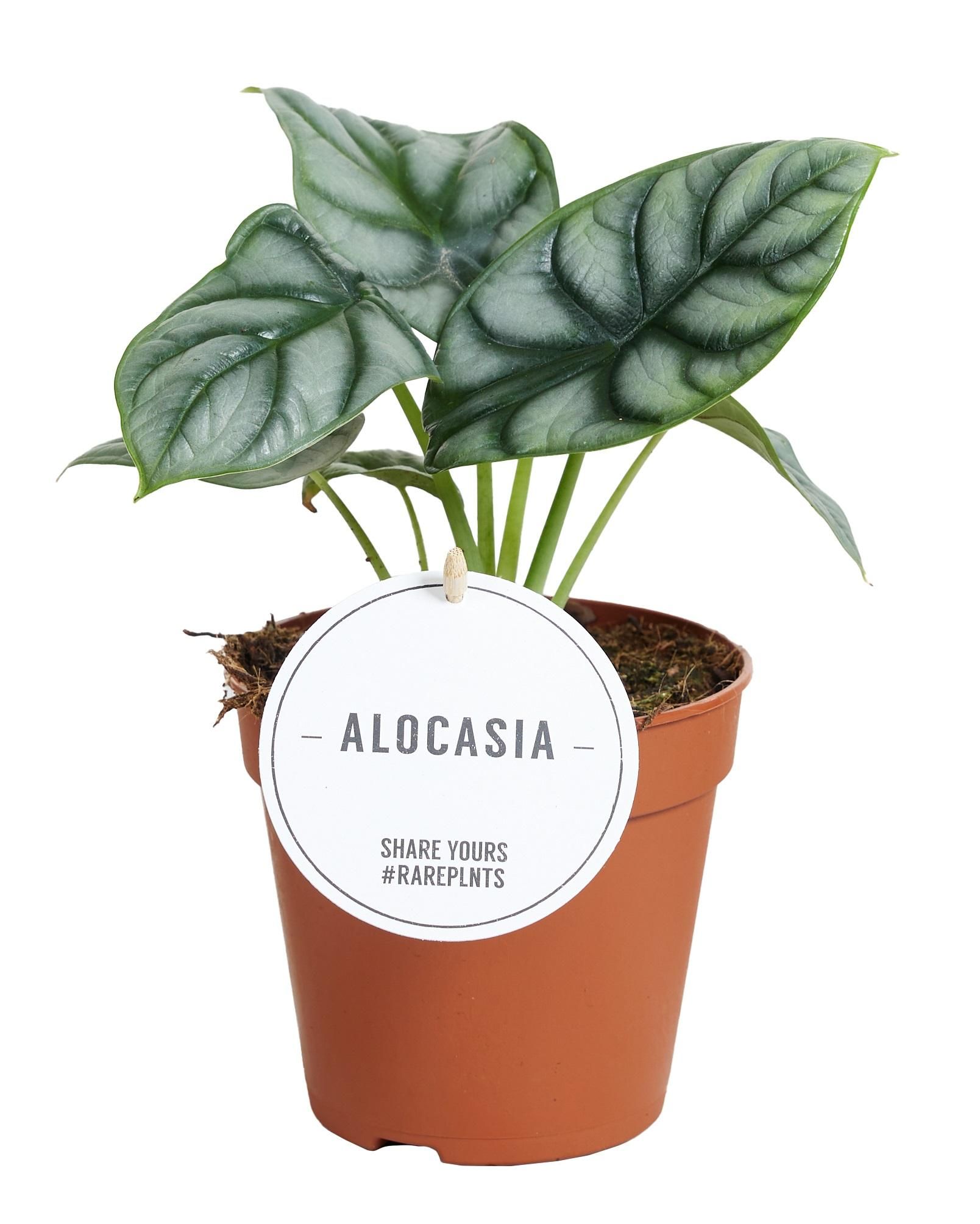 Alocasia Silver Dragon – Ø12cm Topf – 25cm Höhe