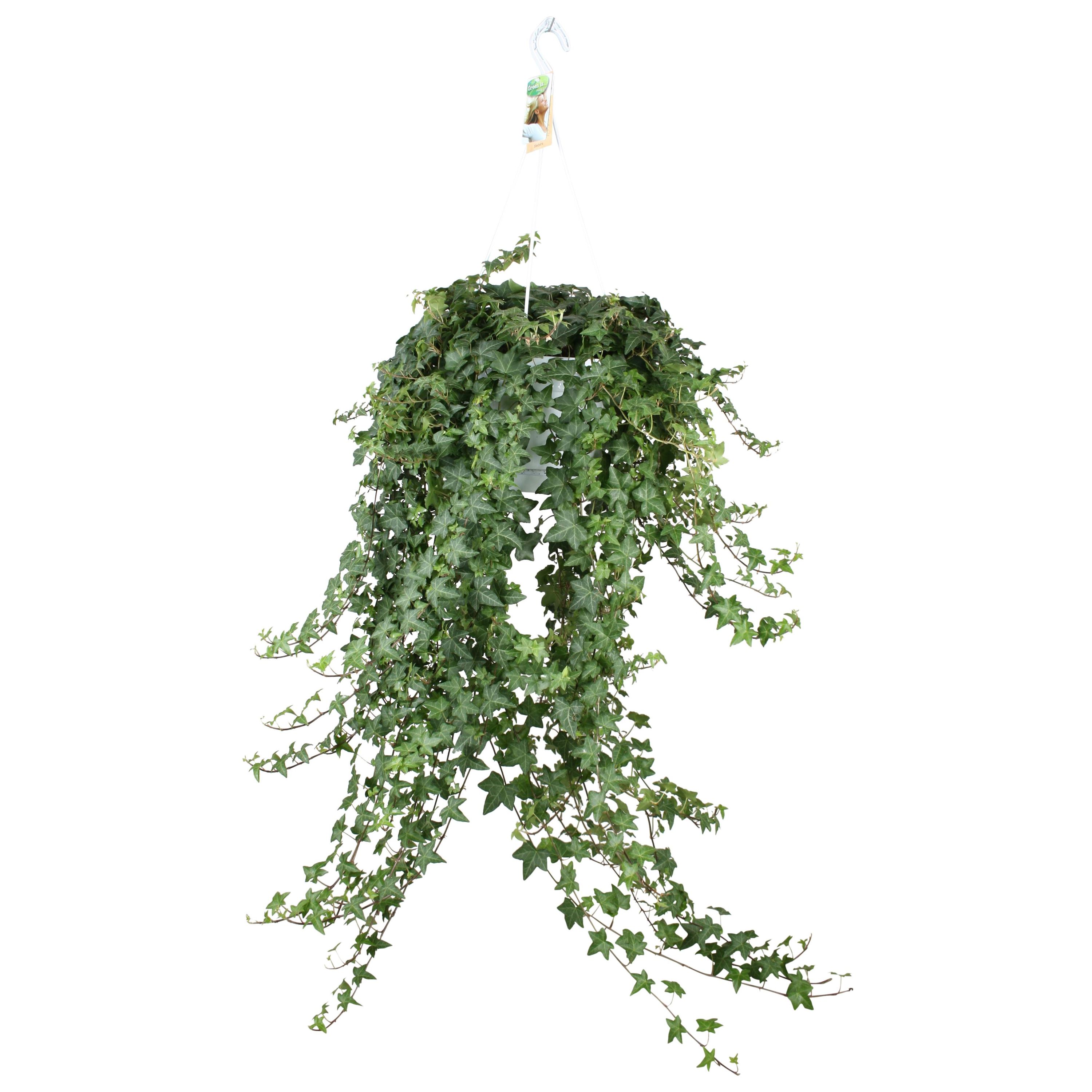 Hedera Helix 'Pittsburgh' XXL – Hängepflanze – Ø 24cm