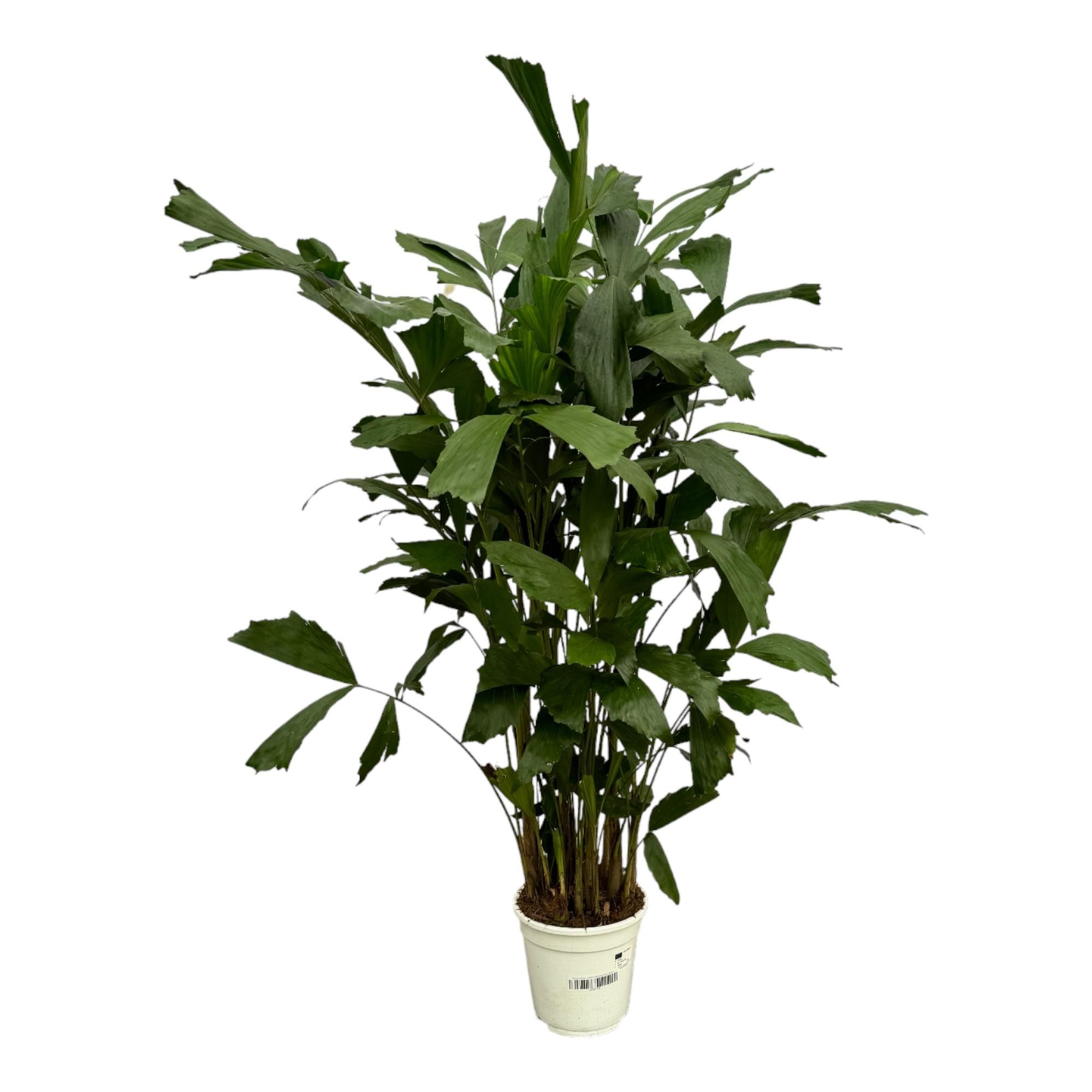 Caryota Mitis Fischschwanzpalme