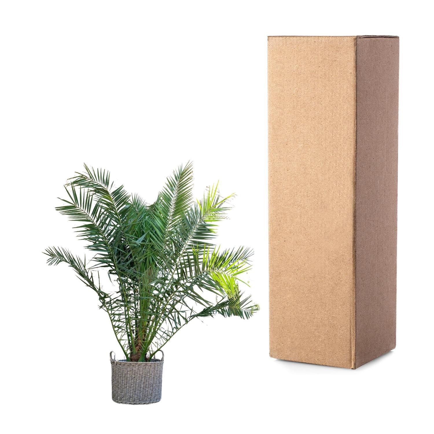 Phoenix Canariensis Kanarische Dattelpalme