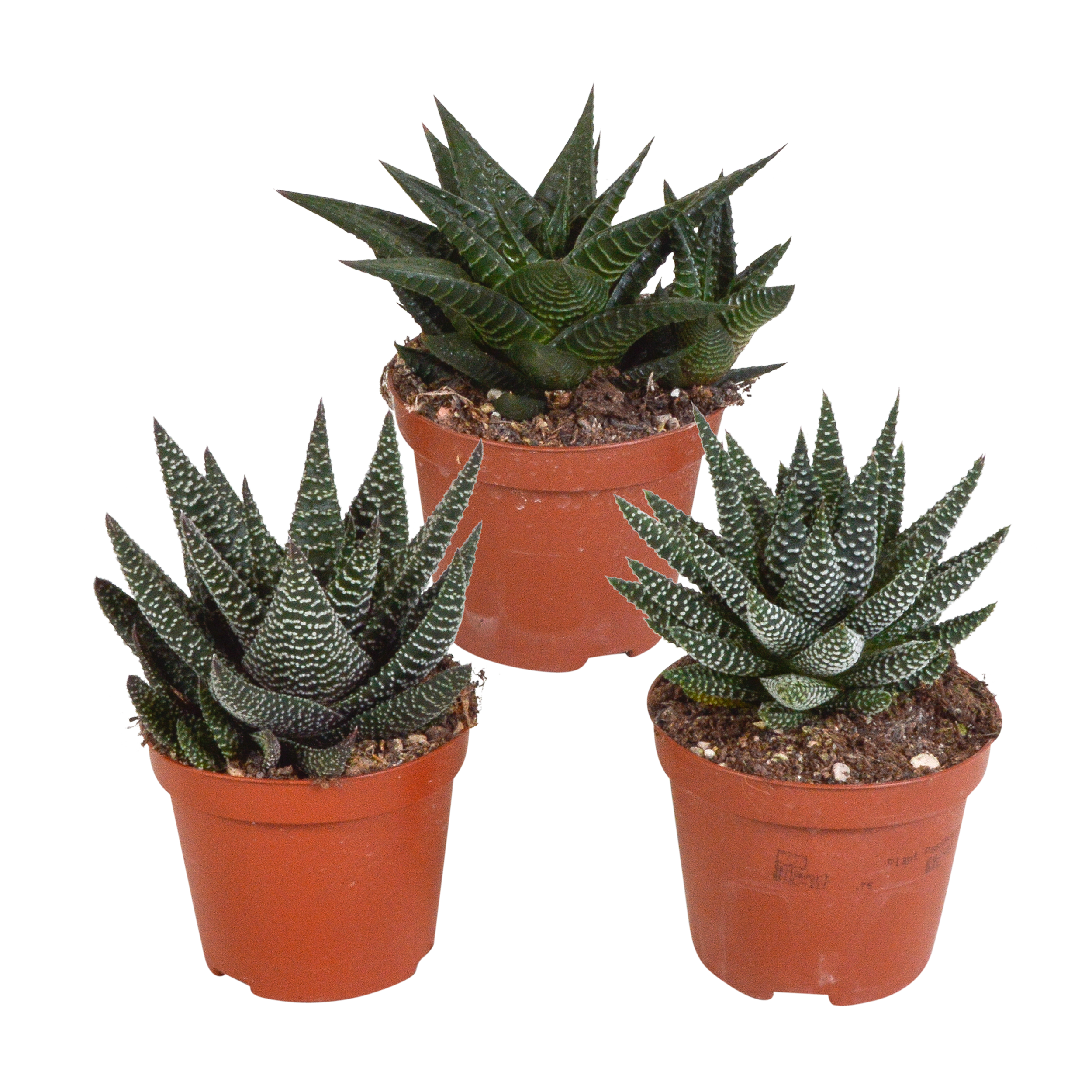 Gasteria Haworthia Mix Pflegeleichte Sukkulenten