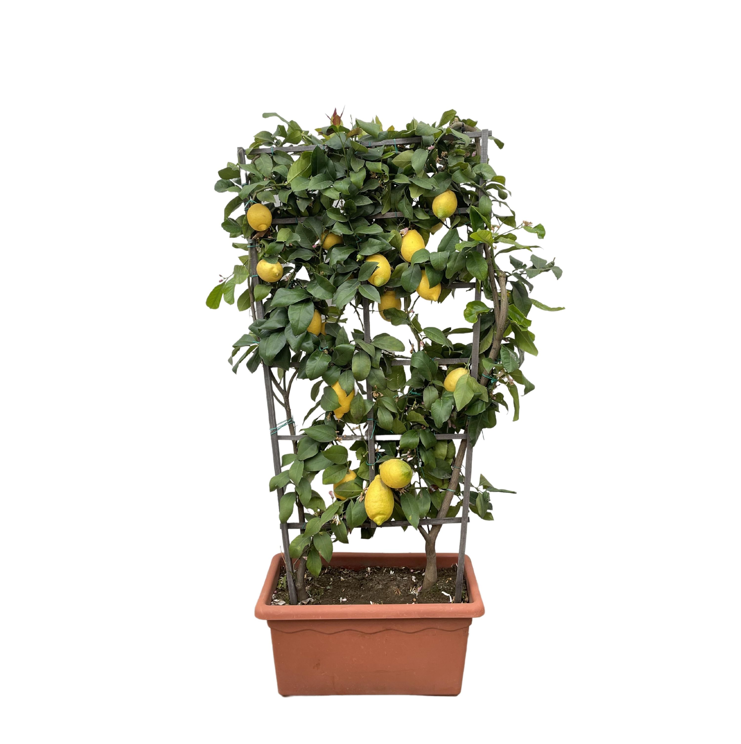 Citrus Calamondin Zitronenbaum