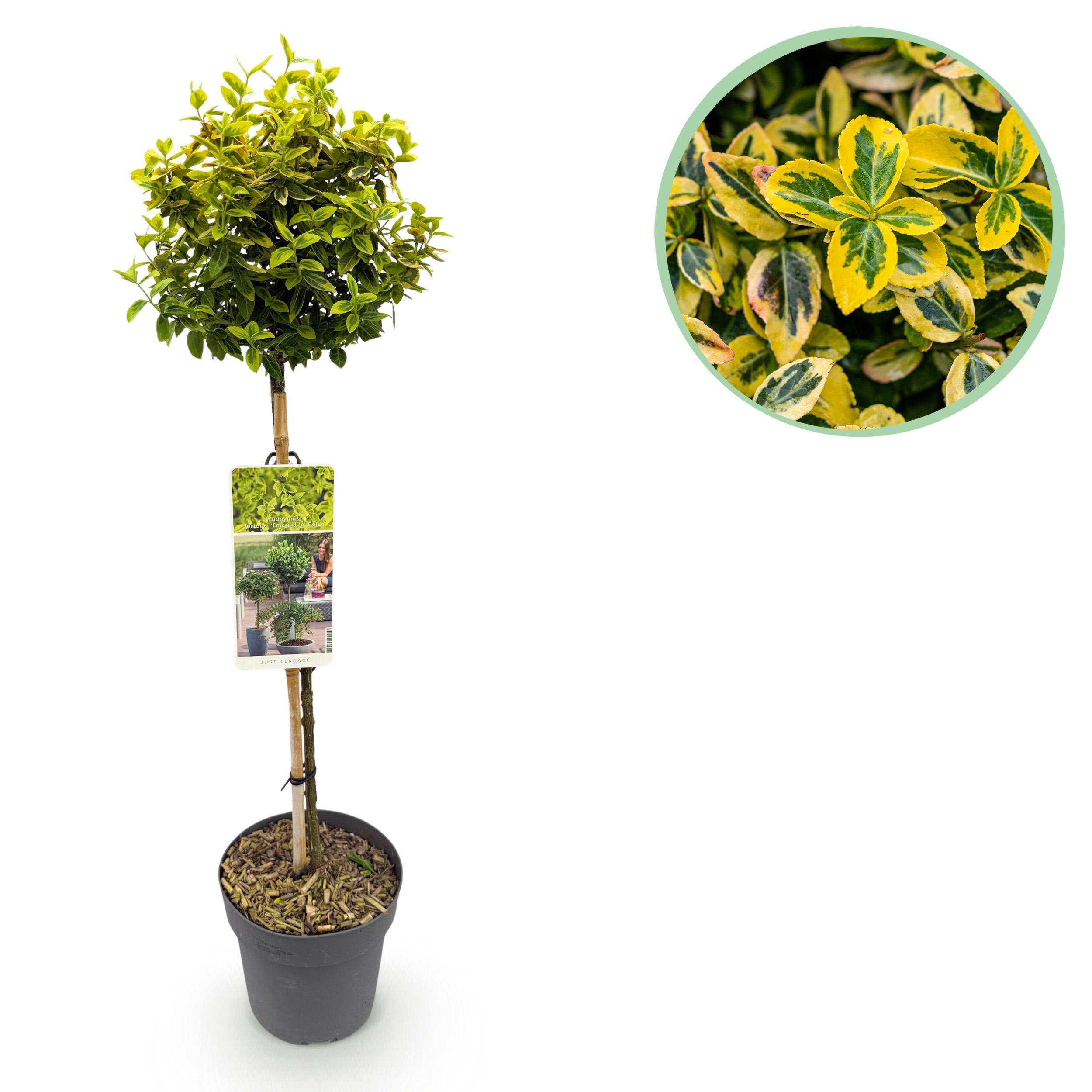 Euonymus fortunei Emerald n Gold – Stamm-Pflanze | Immergrün | Wenig Pflege – Topf 19cm Höhe 90cm