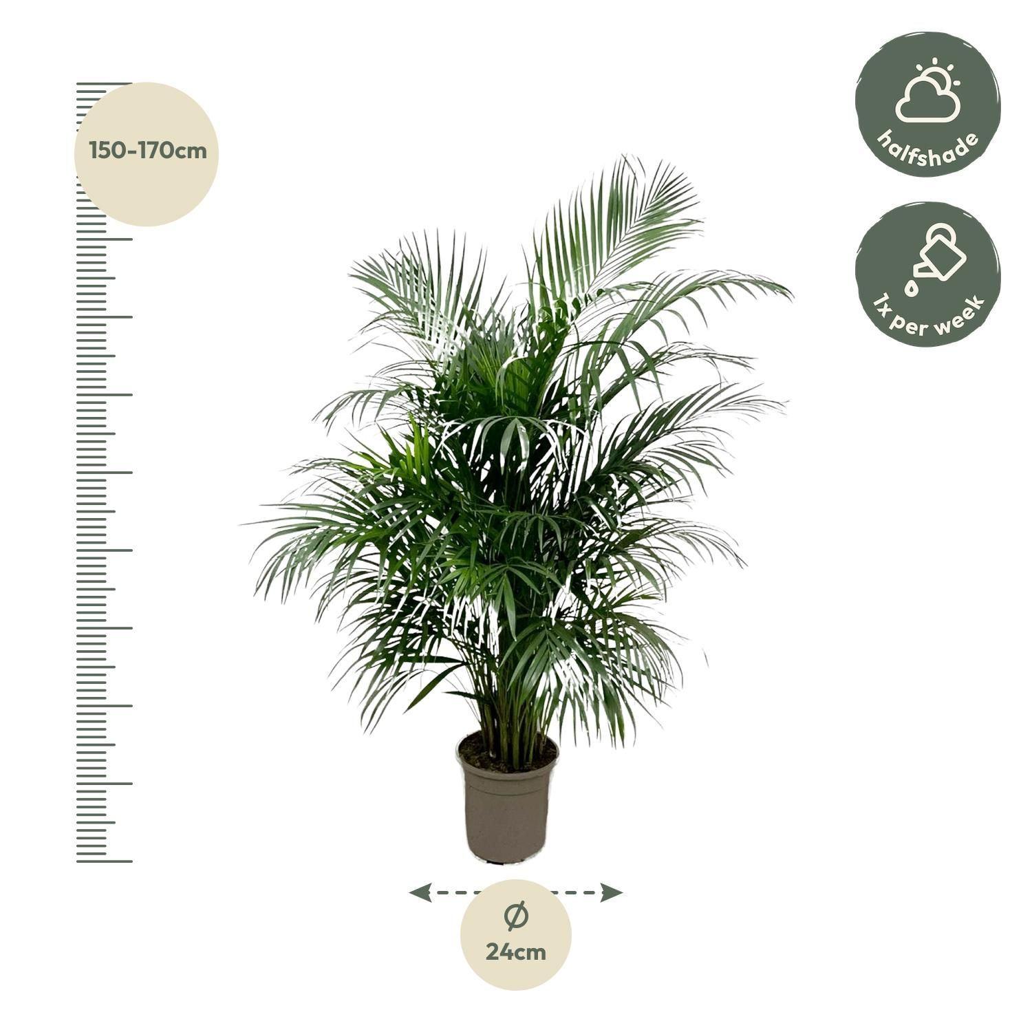Areca-Palme Dypsis Lutescens