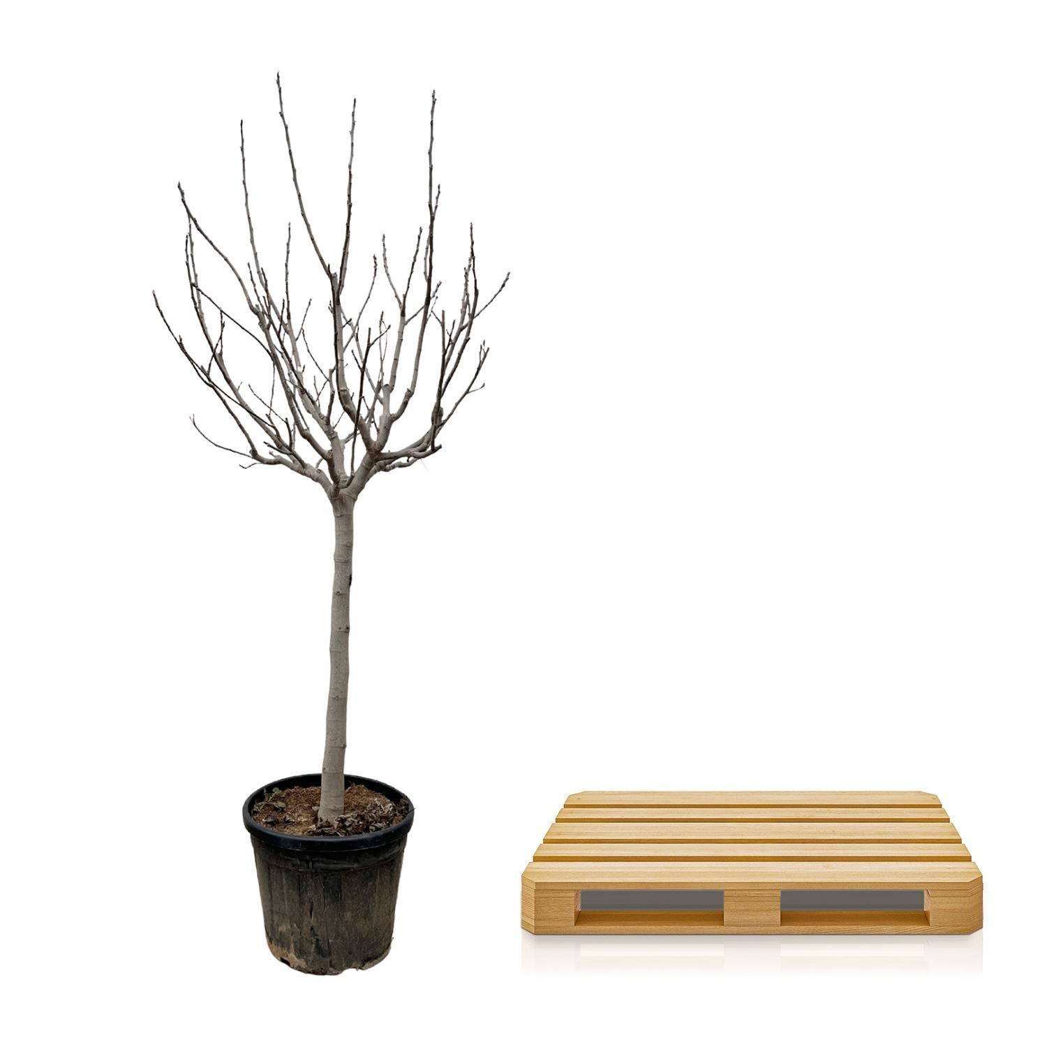 Ficus Carica auf Stamm elegante Zimmerpflanze