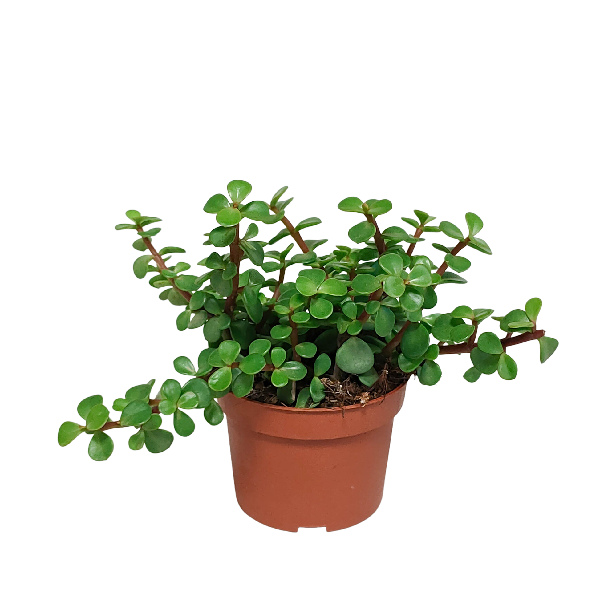 Portulacaria afra Grünpflanze