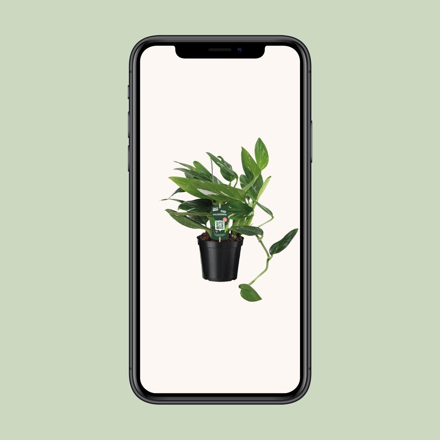 Philodendron Cobra – Luftreinigende Zimmerpflanze mit glänzendem Laub