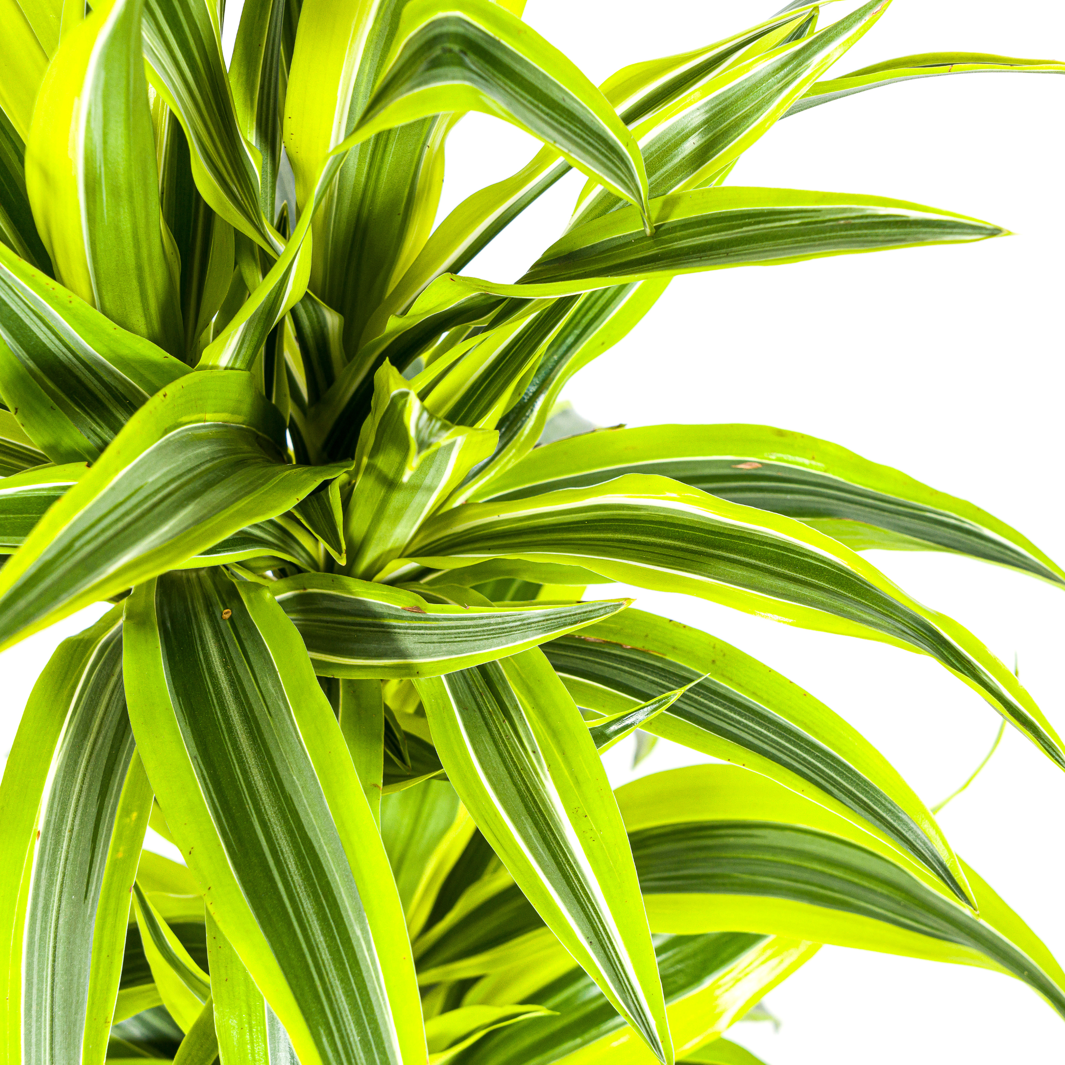 Dracaena Deremensis Lemon Lime – Ø19cm – ↕70-90cm