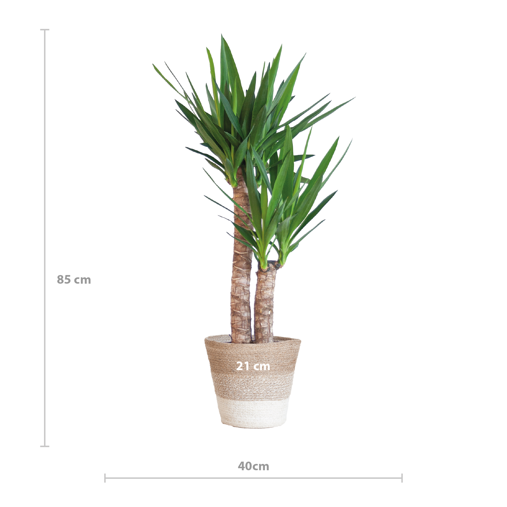 Yucca Elephantipes – 90cm hoch | Im weißen Korb | Ø21