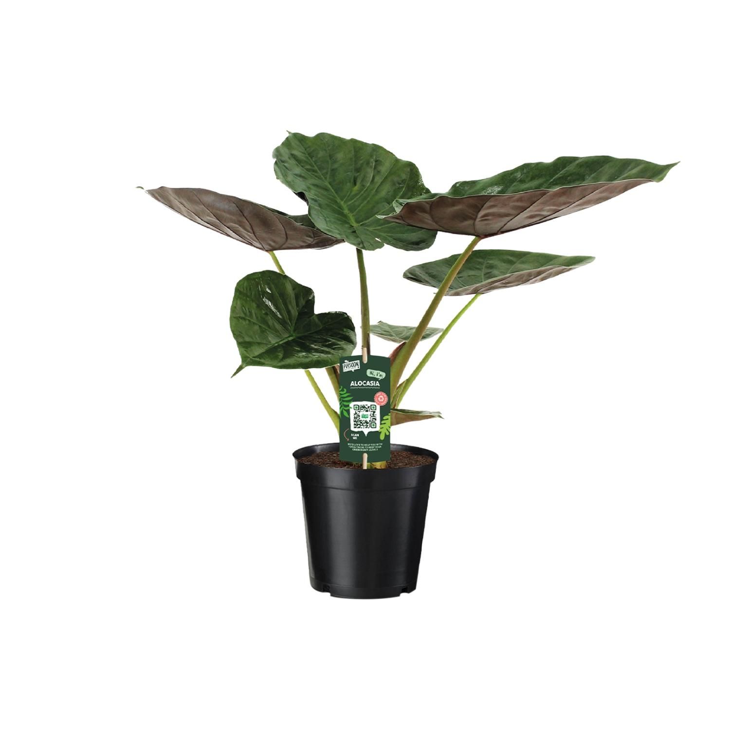 Alocasia Wentii – Elefantenohr Zimmerpflanze