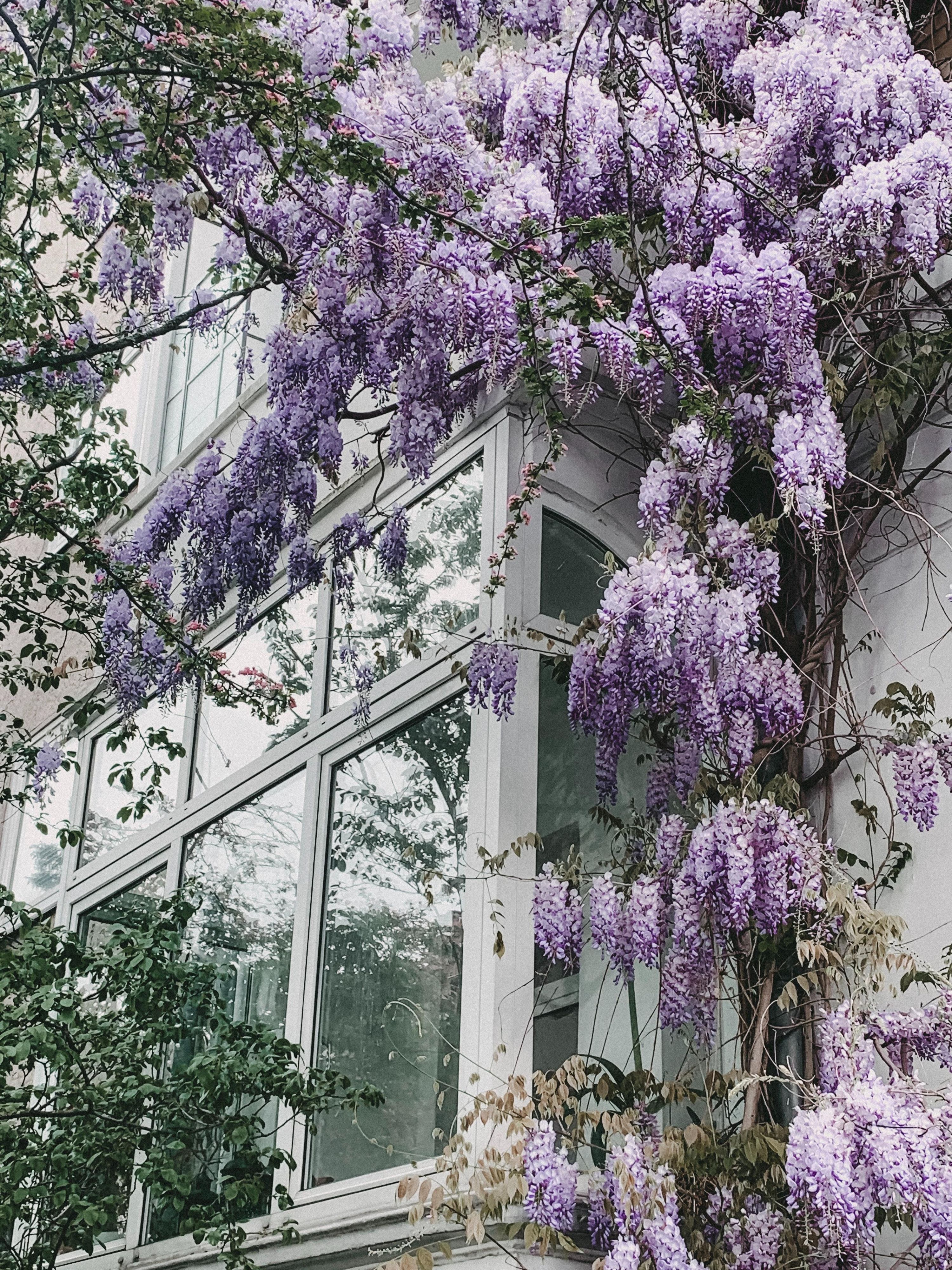 Wisteria Floribunda Naga Noda Kletterpflanze