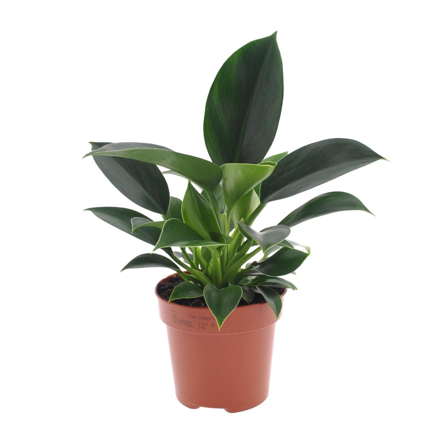 Asplenium Crispy Wave Farnpflanze