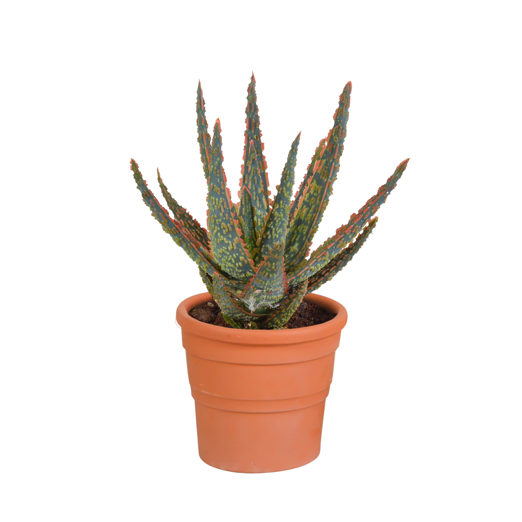 Aloë Zebrina Dannyz 10,5cm - Terracotta Topf | Sukkulente