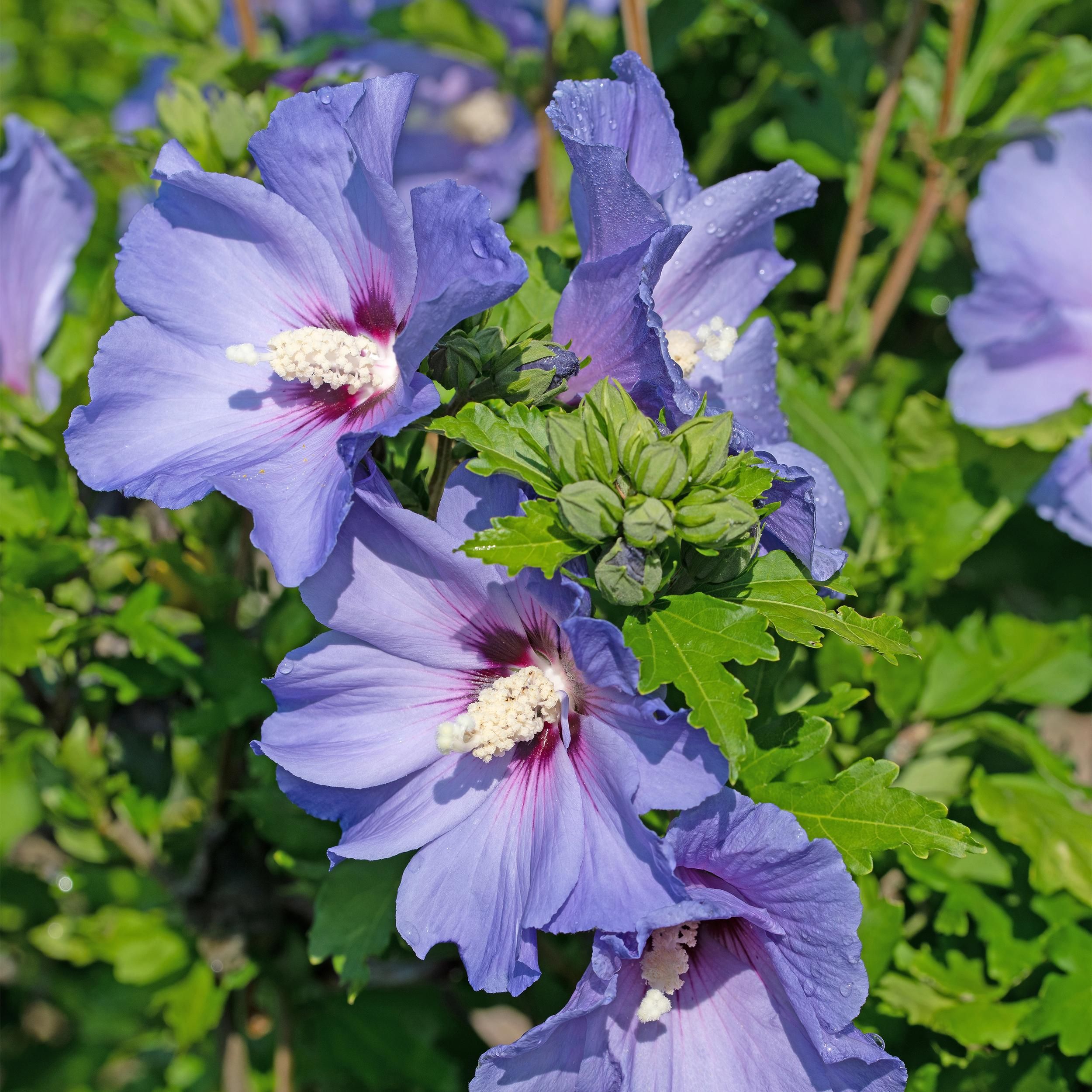 Hibiscus syriacus 'Oiseau Bleu' – Blaue Blüten | Wenig Pflege | Laubabwerfend