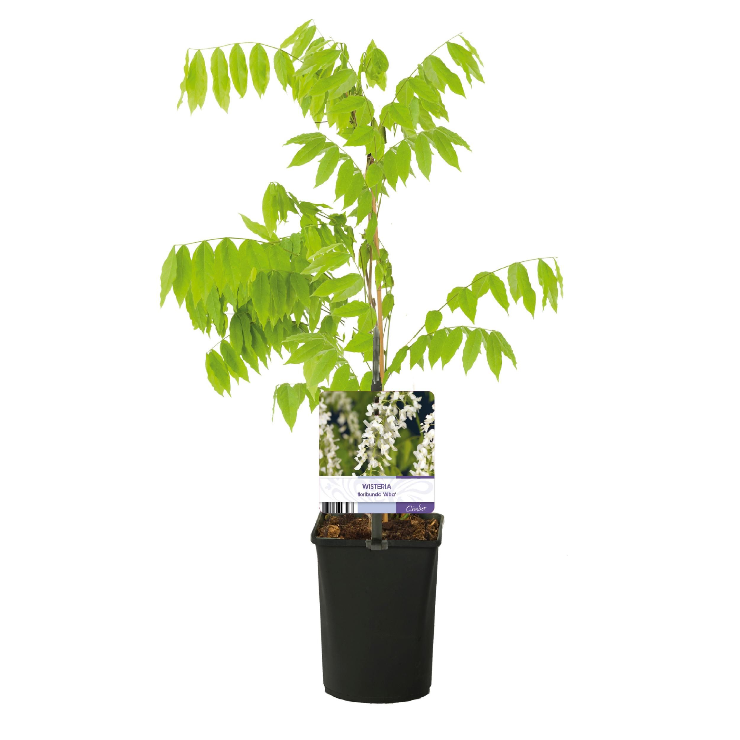 Blauregen Wisteria floribunda Alba – Weiße Blüten – 1 Pflanze – Topf 11cm