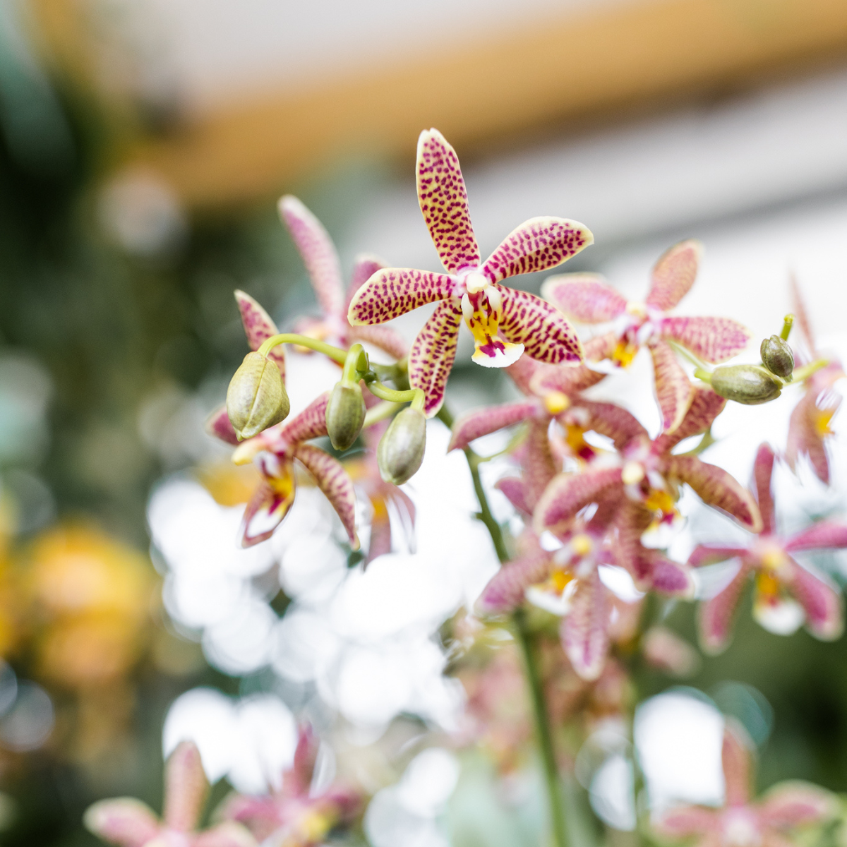 Orchidee 'Spider' Orange | Blühende Zimmerpflanze | Inkl. Ziertopf | Topfgröße Ø9cm