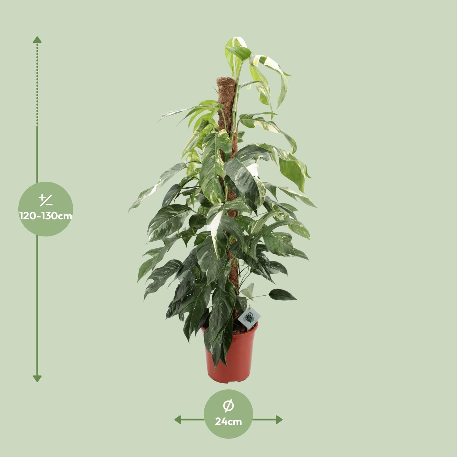 Epipremnum Pinnatum Albo Variegata Zimmerpflanze