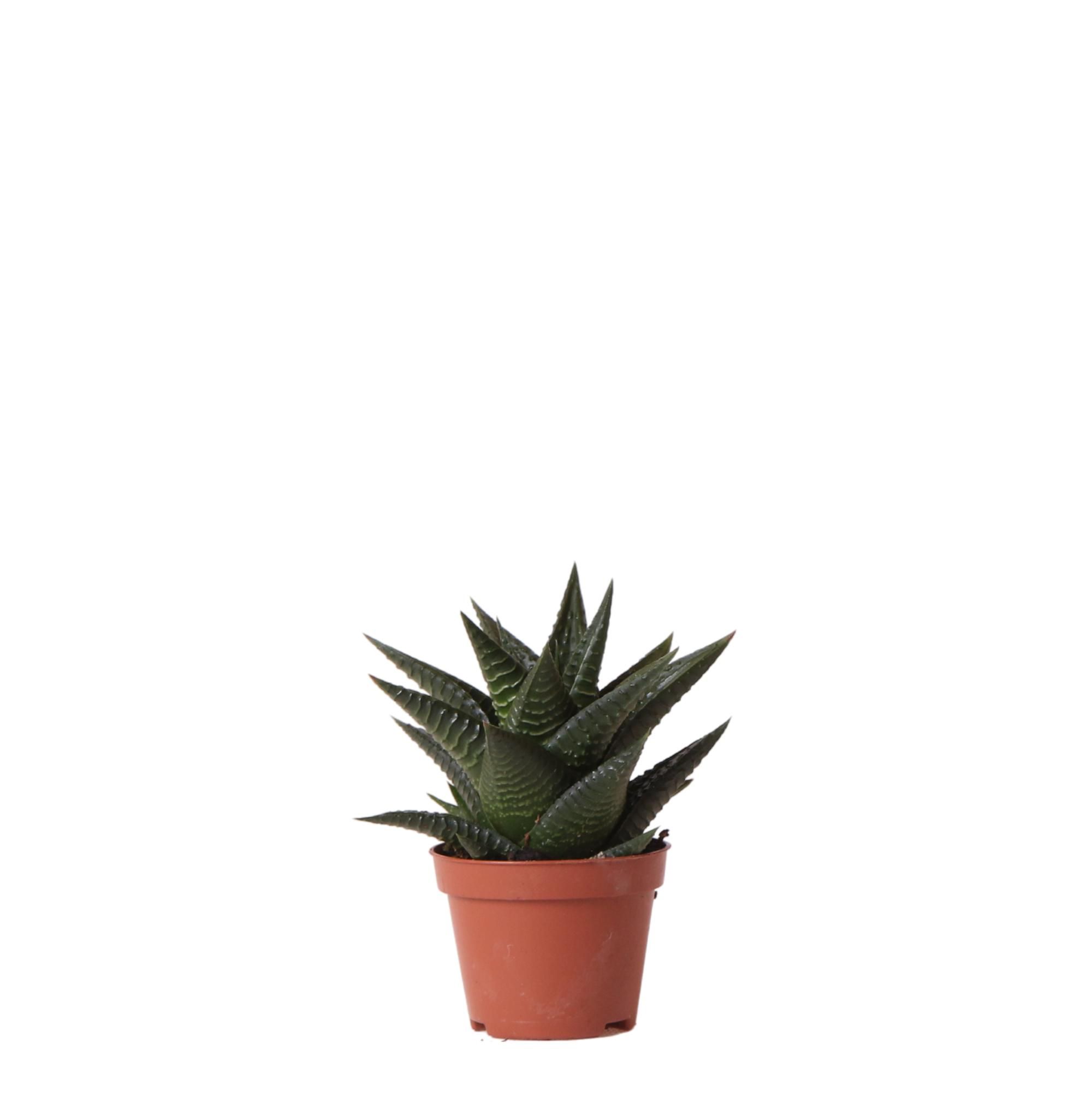 Haworthia Limifolia Sukkulente Zimmerpflanze