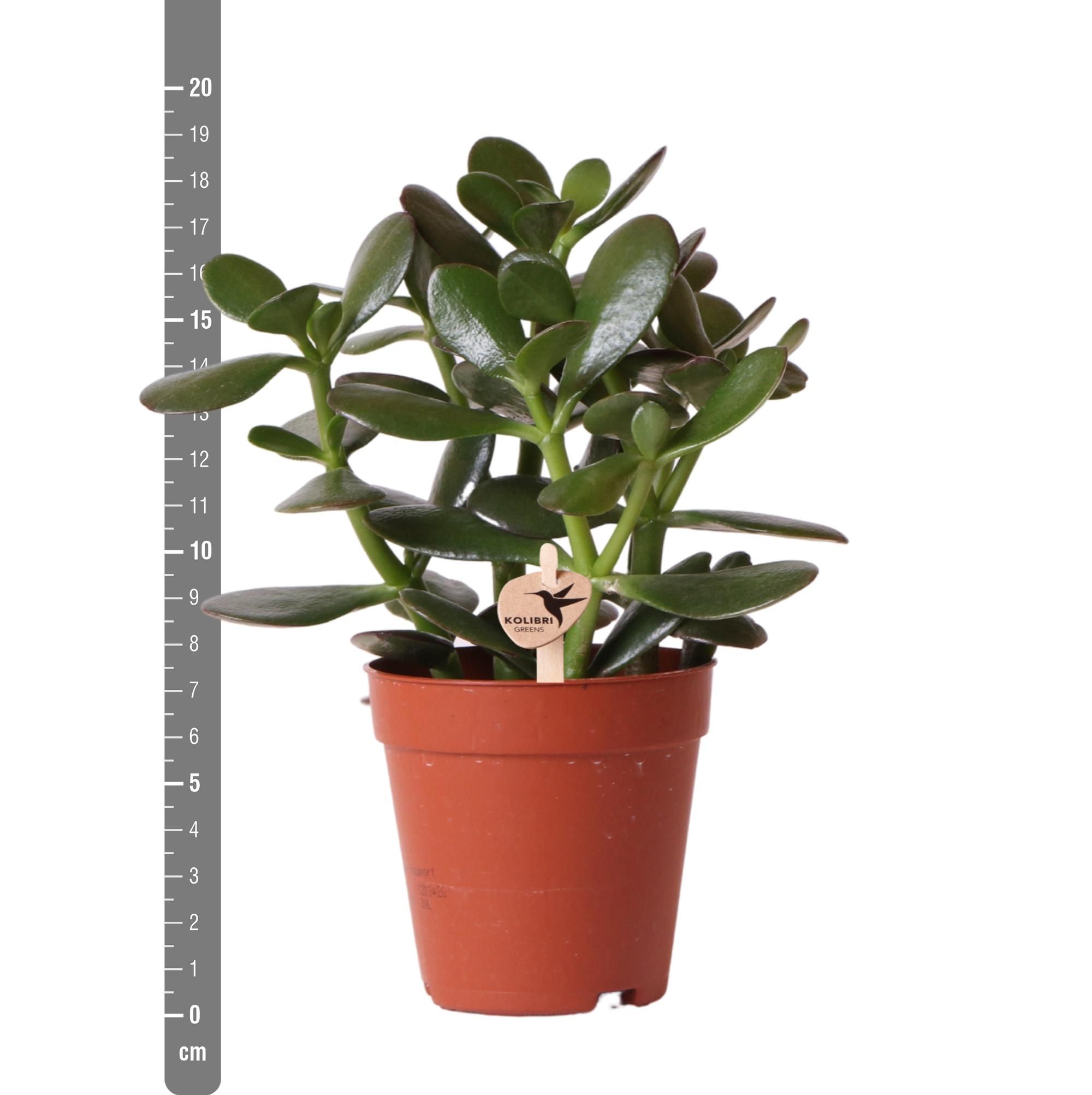 Crassula Ovata Sukkulente Zimmerpflanze