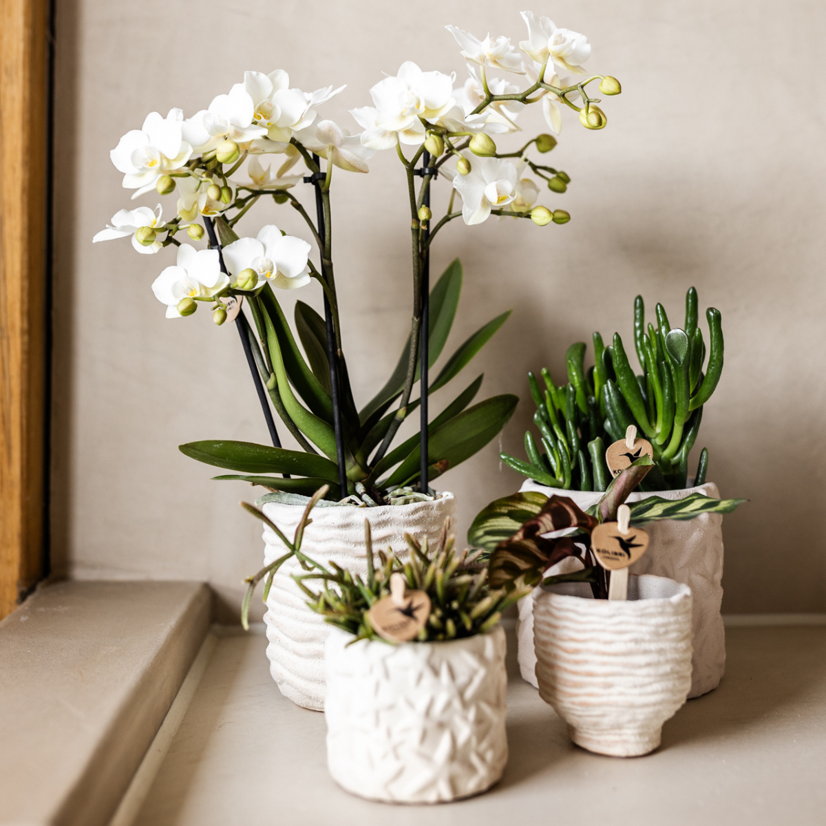 Star Fish Dekotopf – Off White – Ø6cm