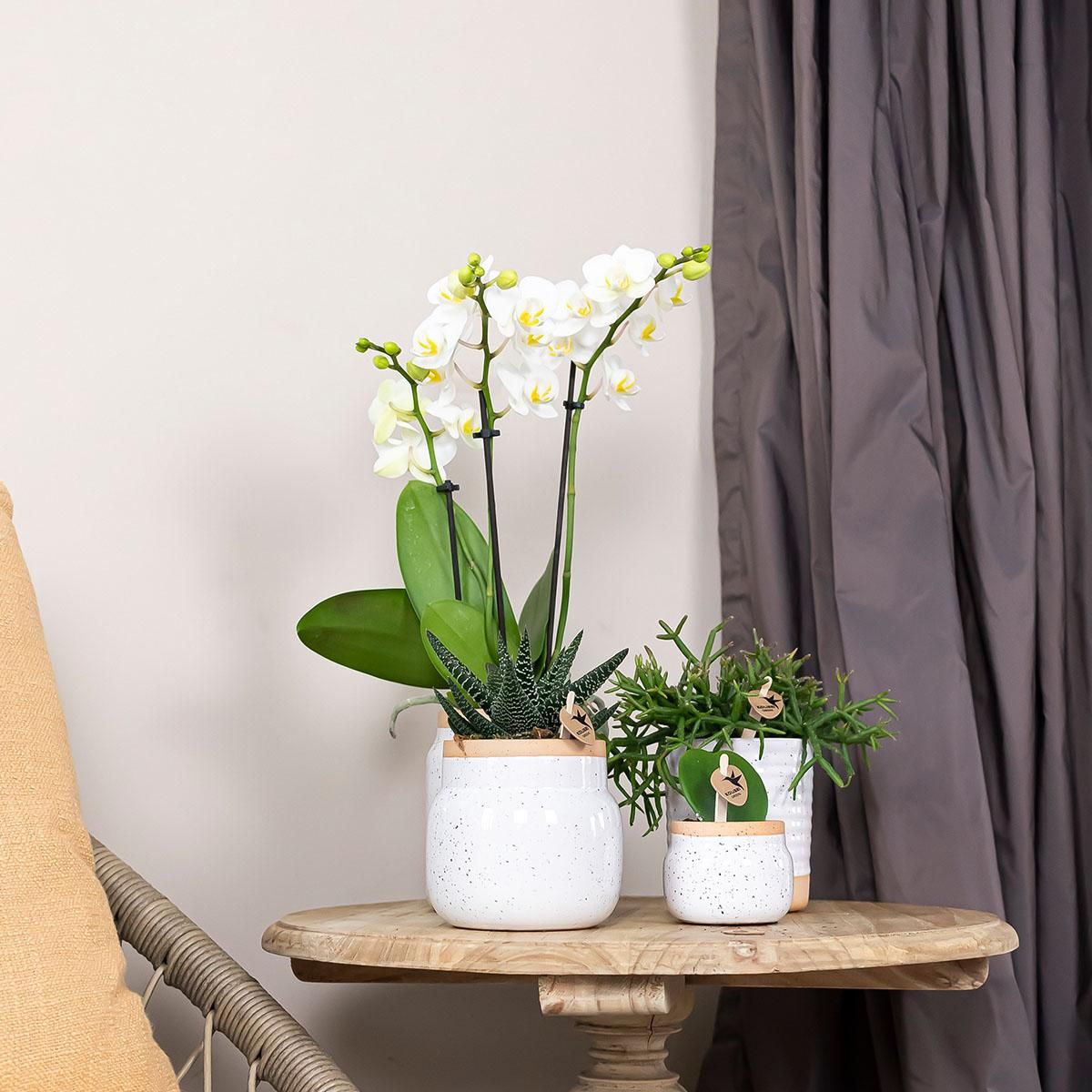 Vintage Blumentopf aus weißer Keramik mit braunem Rand