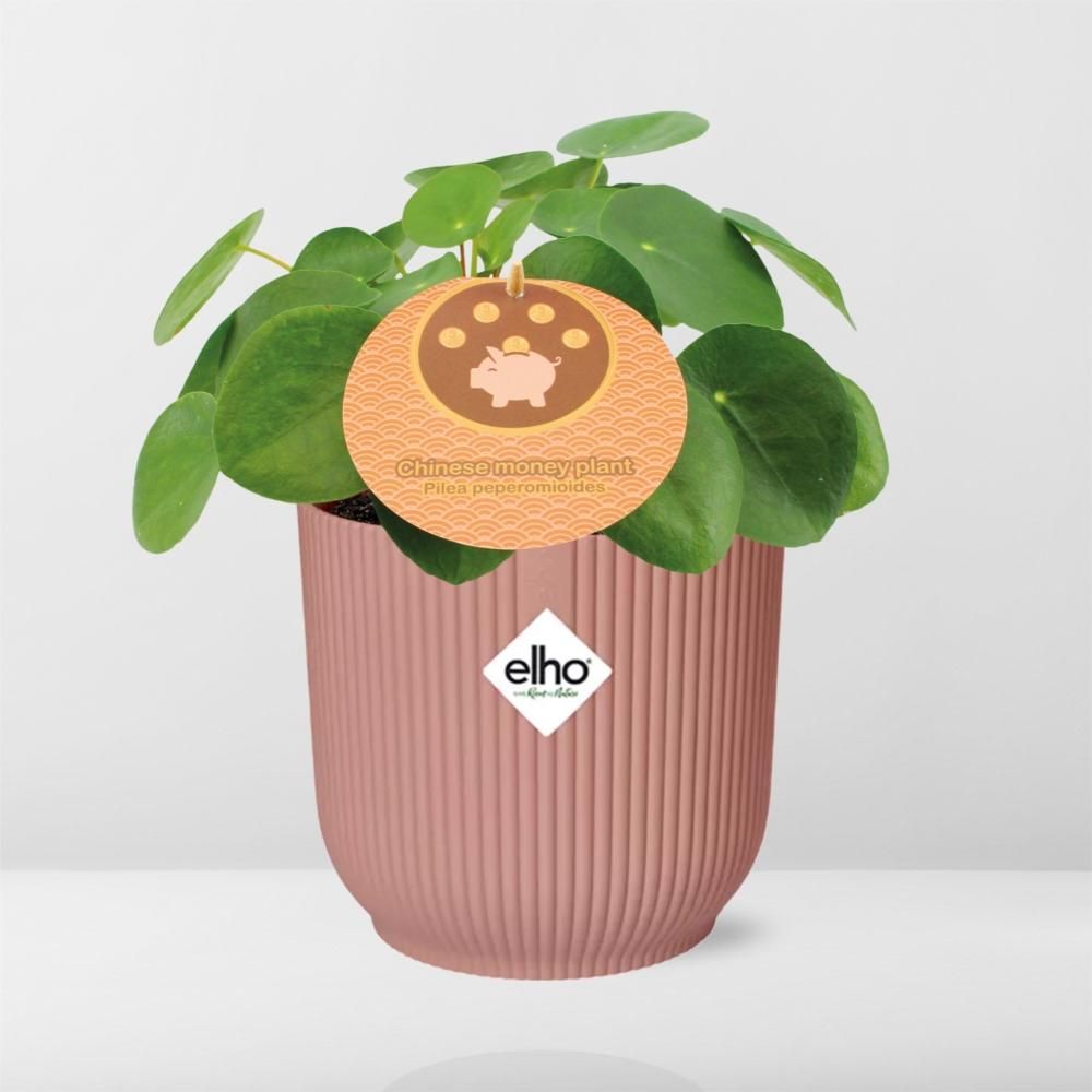 Pilea Peperomioides Zimmerpflanze