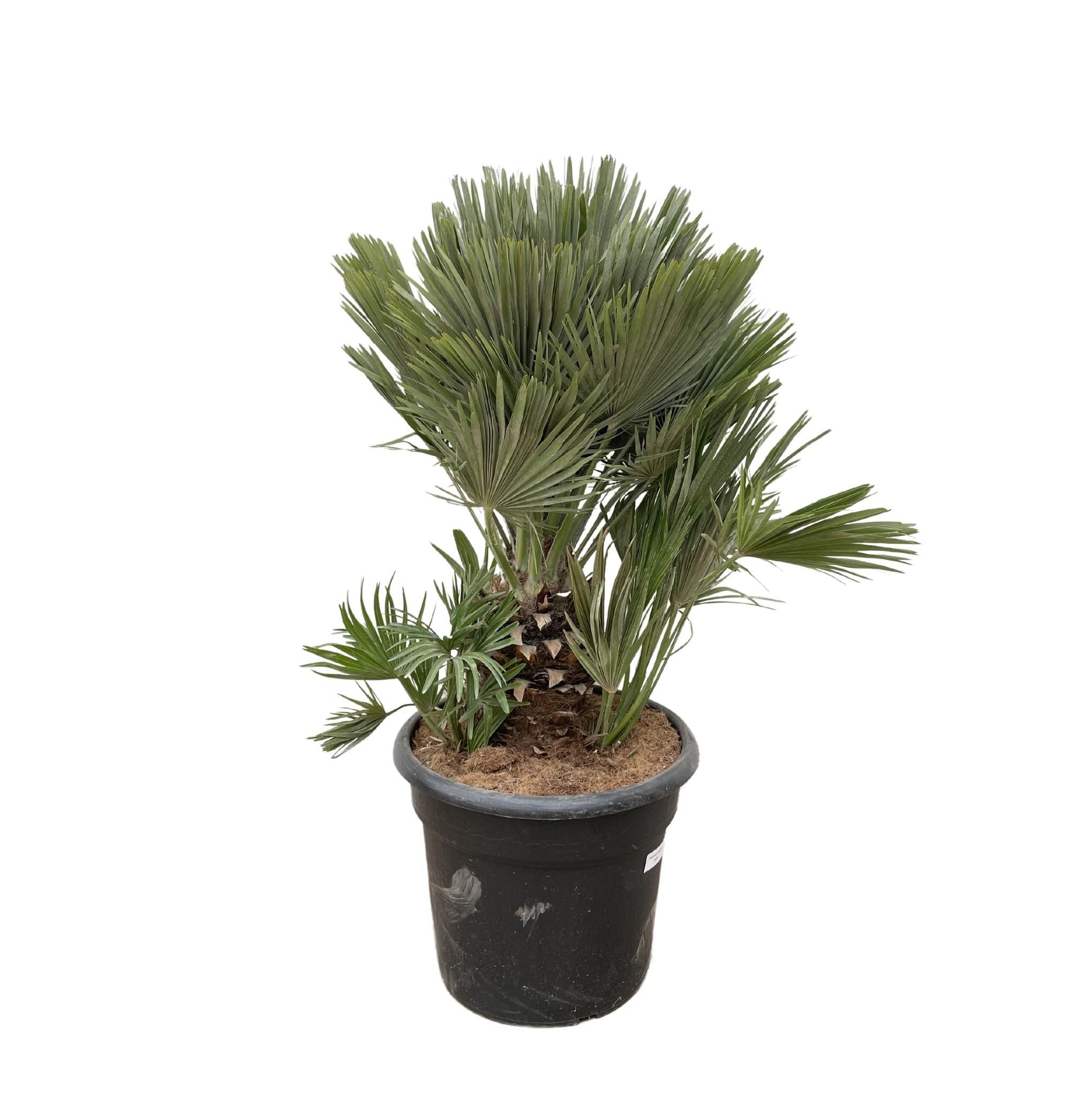 Chamaerops Humilis Zwergpalme mit kompaktem Blattwerk