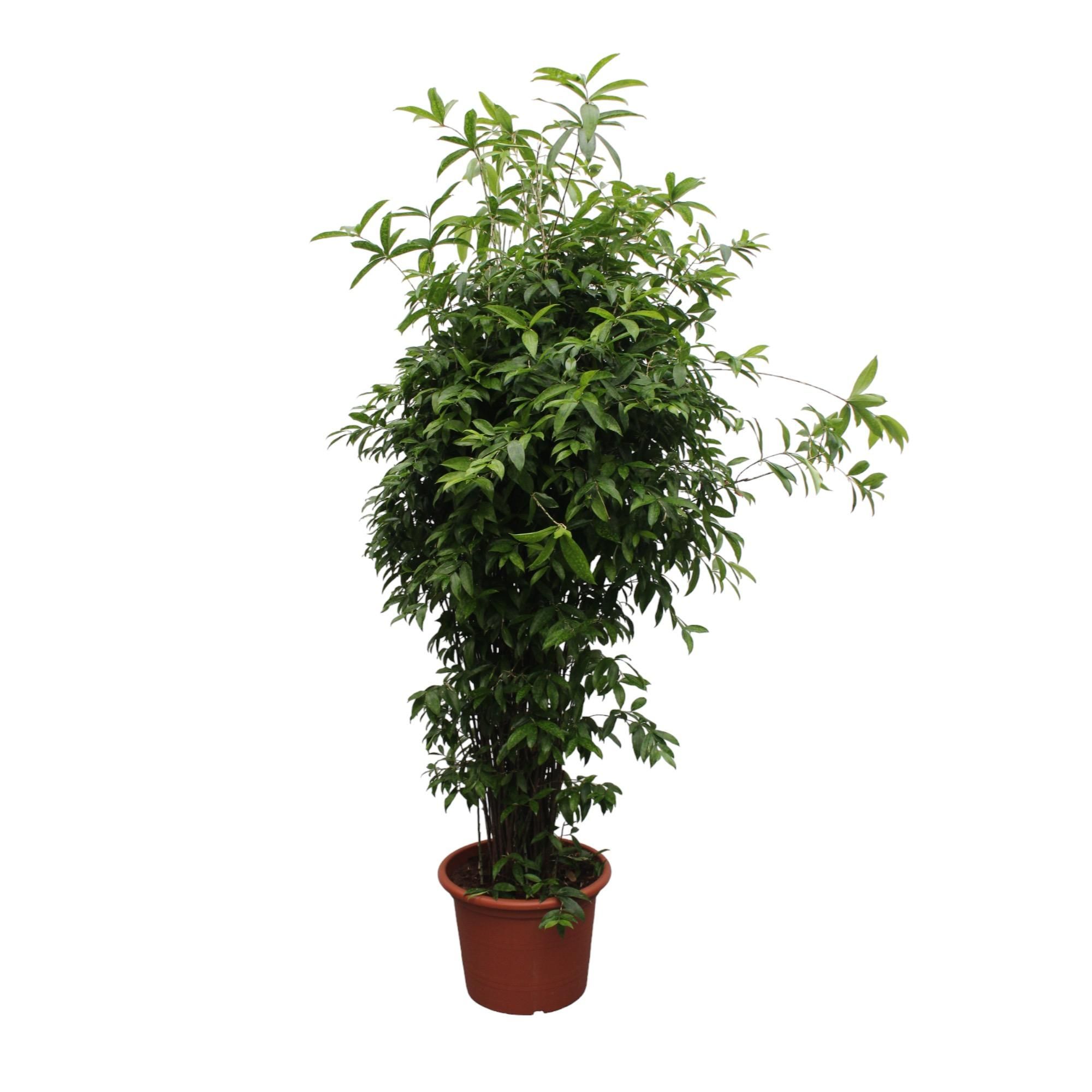 Dracaena Surculosa Zimmerpflanze