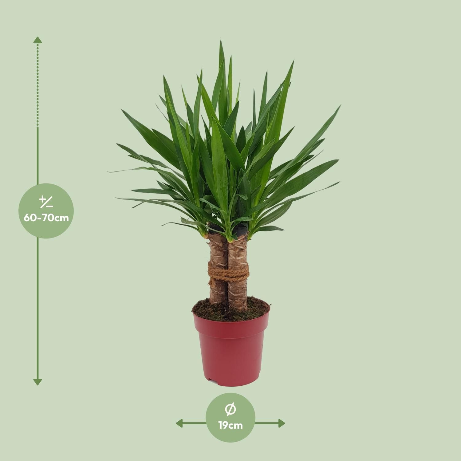 Yucca Tres Cañas – Tropische Zimmerpflanze